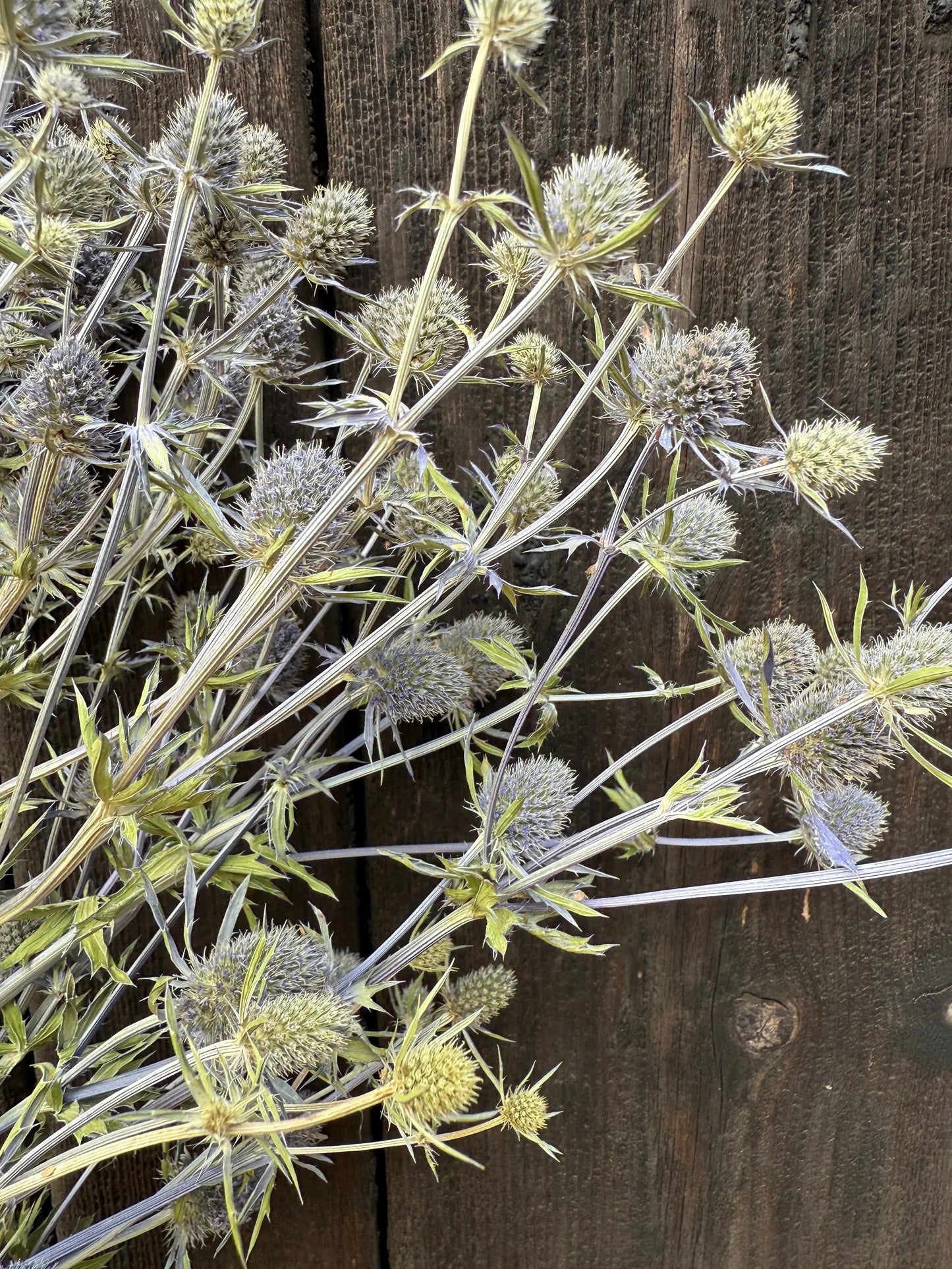Erygnium (Sea Holly) Dried