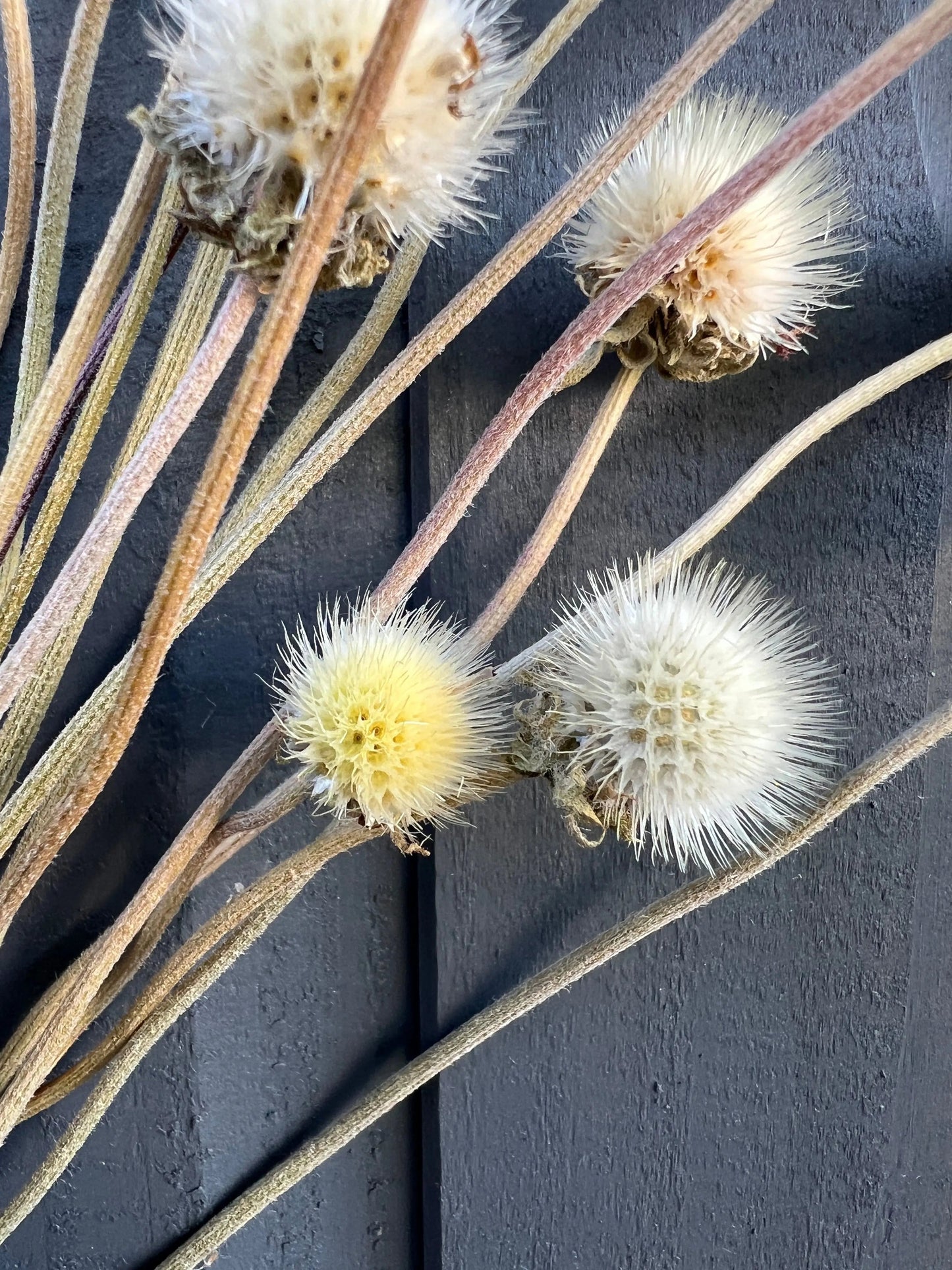 Gaillardia Seed Heads Dried