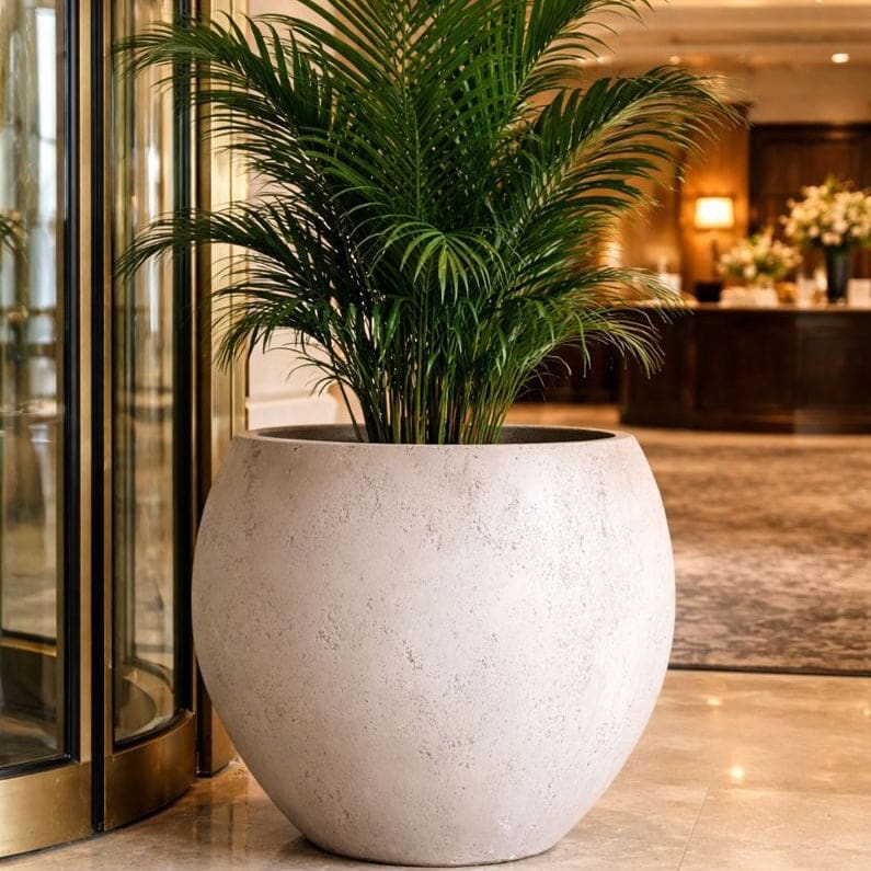 large round pot plant Orbello