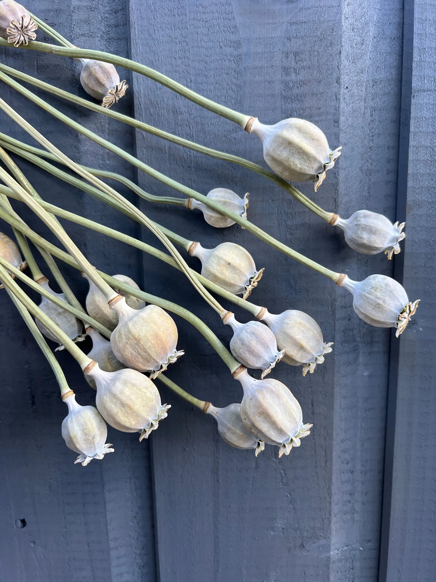 Poppy Heads Dried (Large)