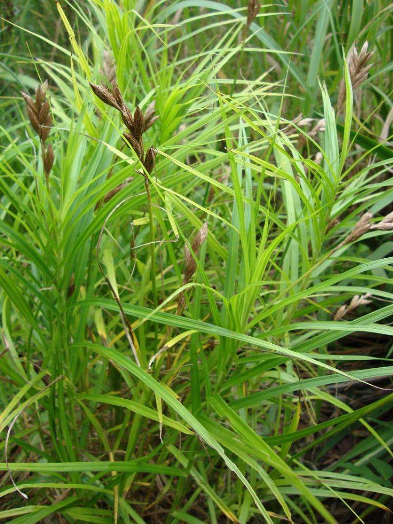 Carex riparia (Greater pond sedge) - Marginal Pond Plants - MP027