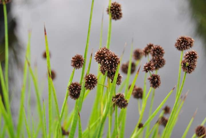 Juncus ensifolius (Flying hedgehogs) - Marginal Pond Plants - MP066