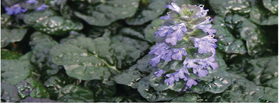 Ajuga pyramidalis 'Metallica Crispa' - Bog Pond Plants - BP002