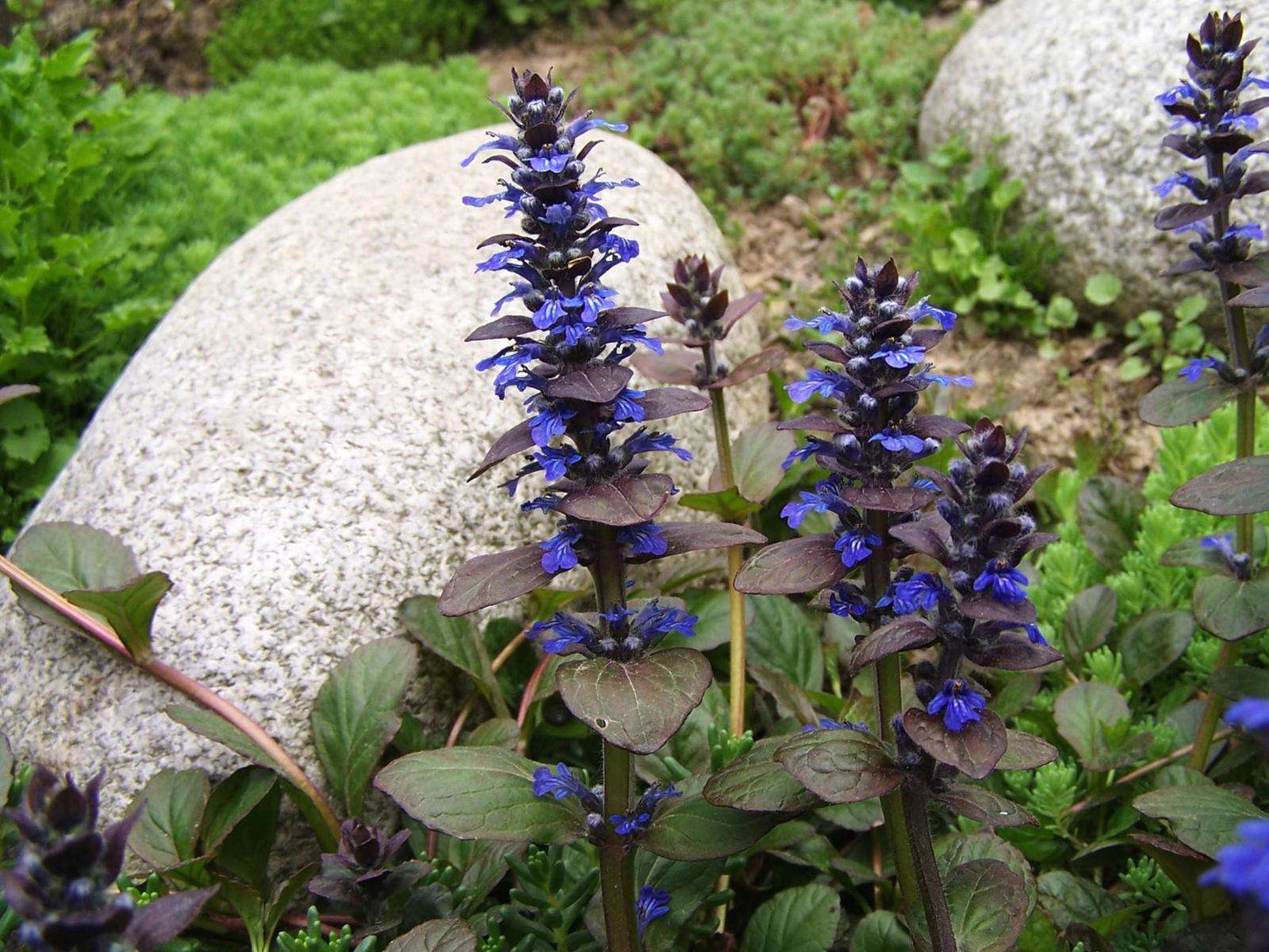 Ajuga reptans (Burgundy Glow) - Bog Pond Plants - BP003