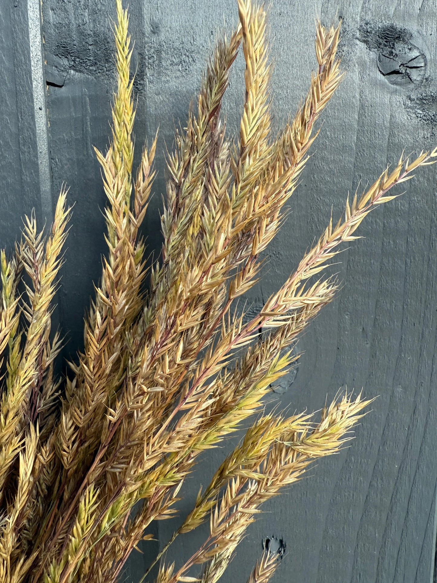 Reed Grass Dried