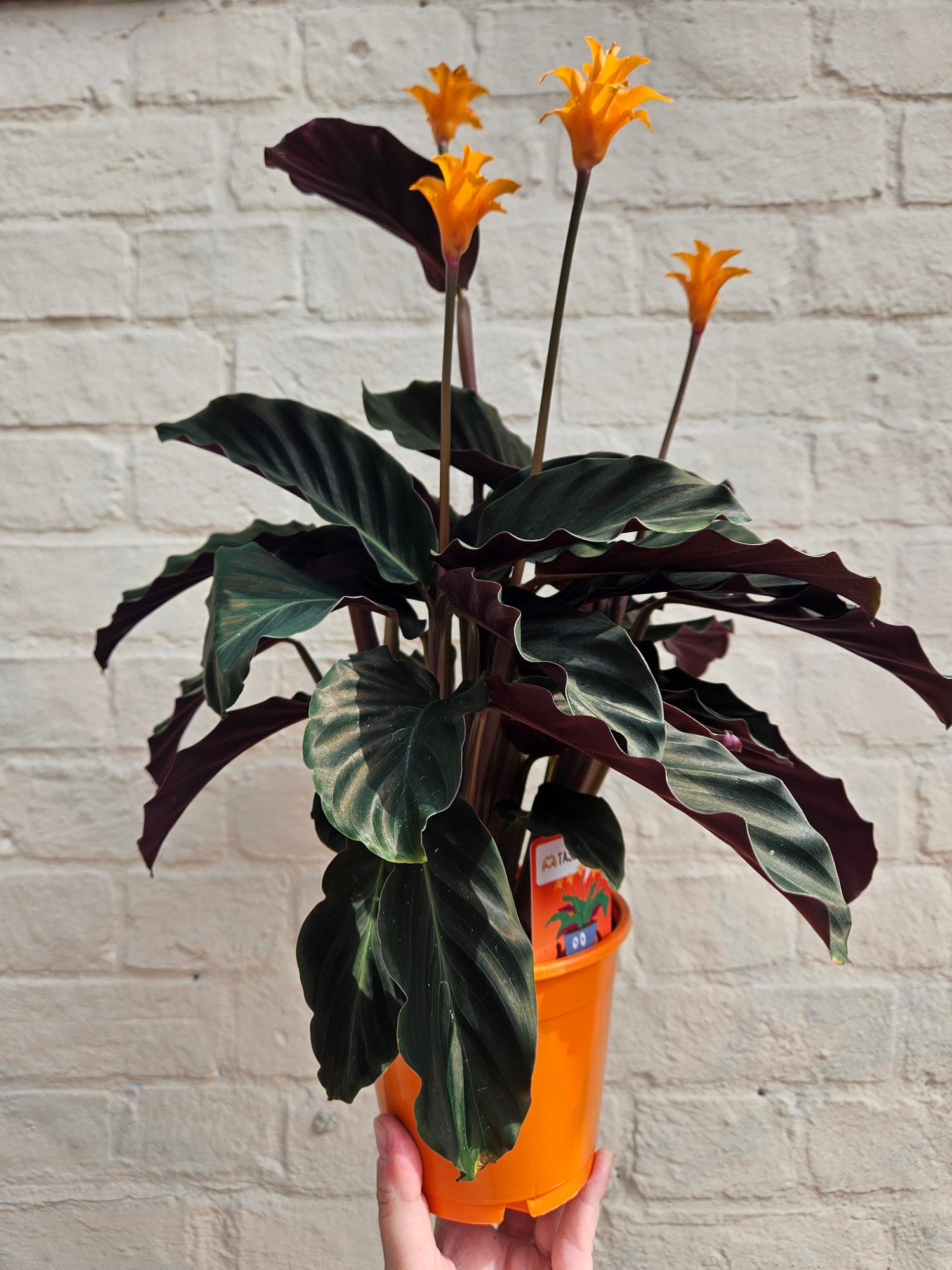Indoor Plants
