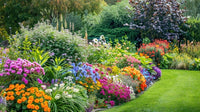 Outdoor Plants