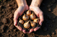 Seeds & Bulbs