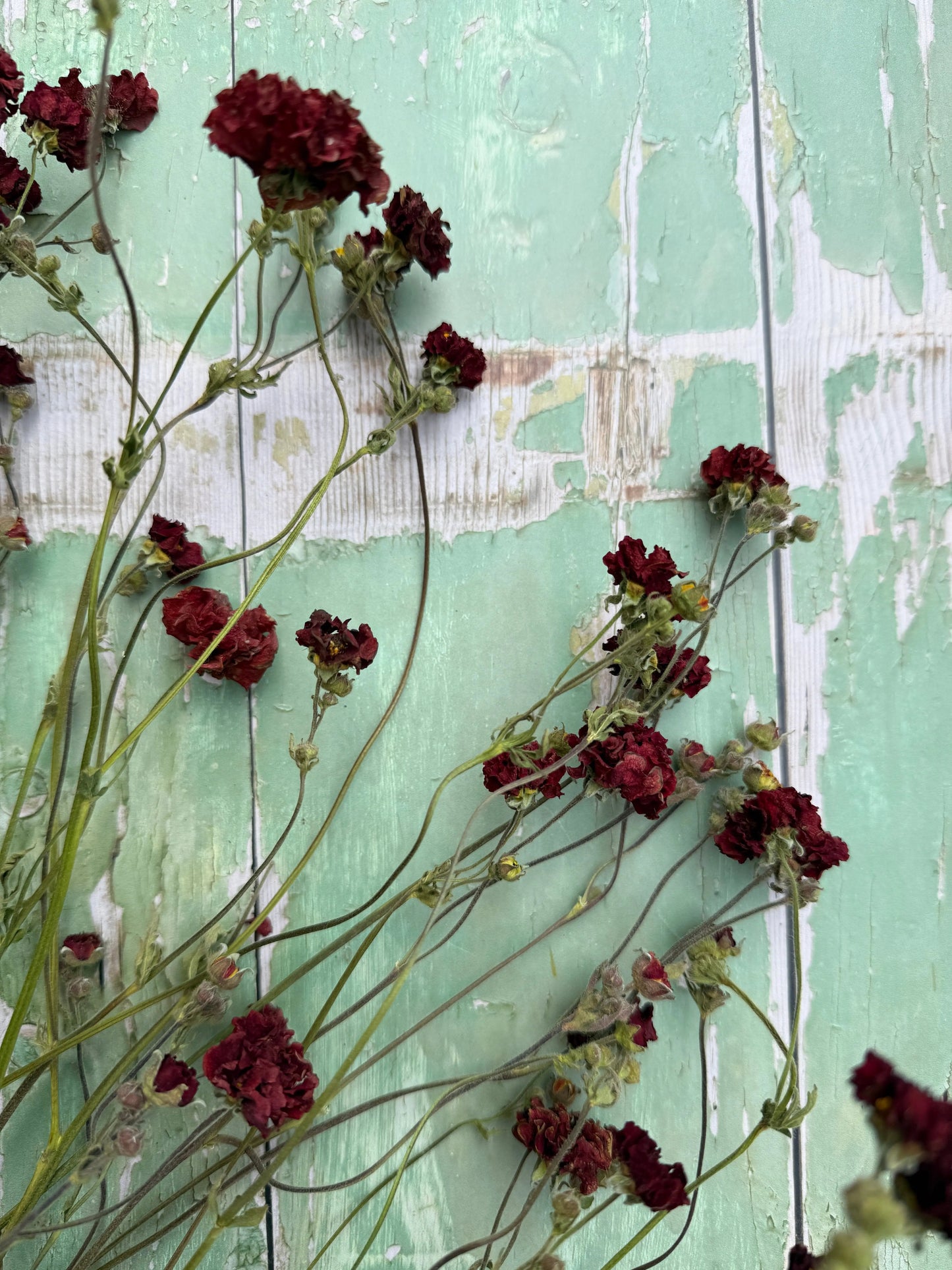 Geums Dried