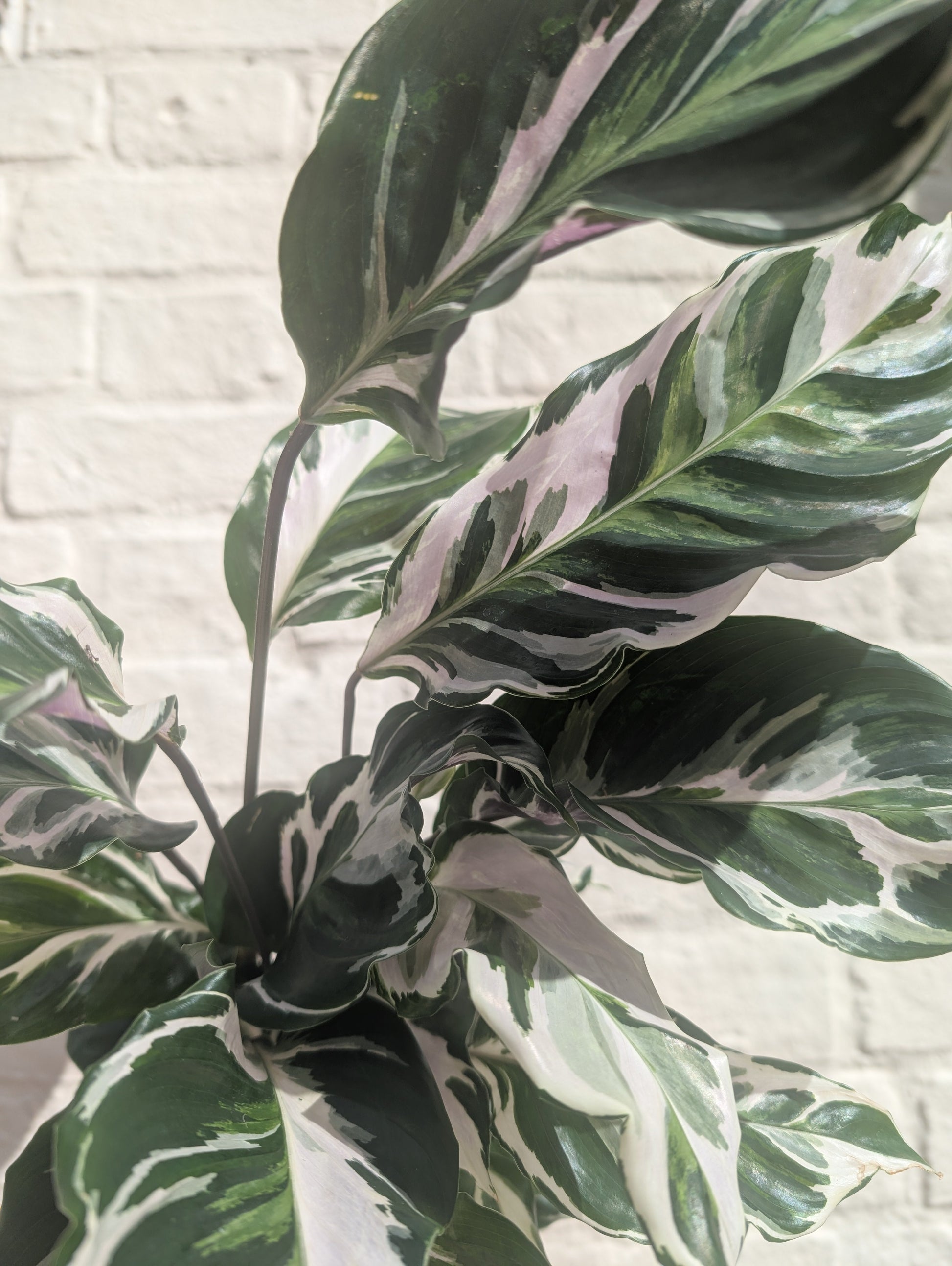 prayer plant white Calathea lietzei 'White Fusion' (Prayer plant) – Sturmer Garden Centre