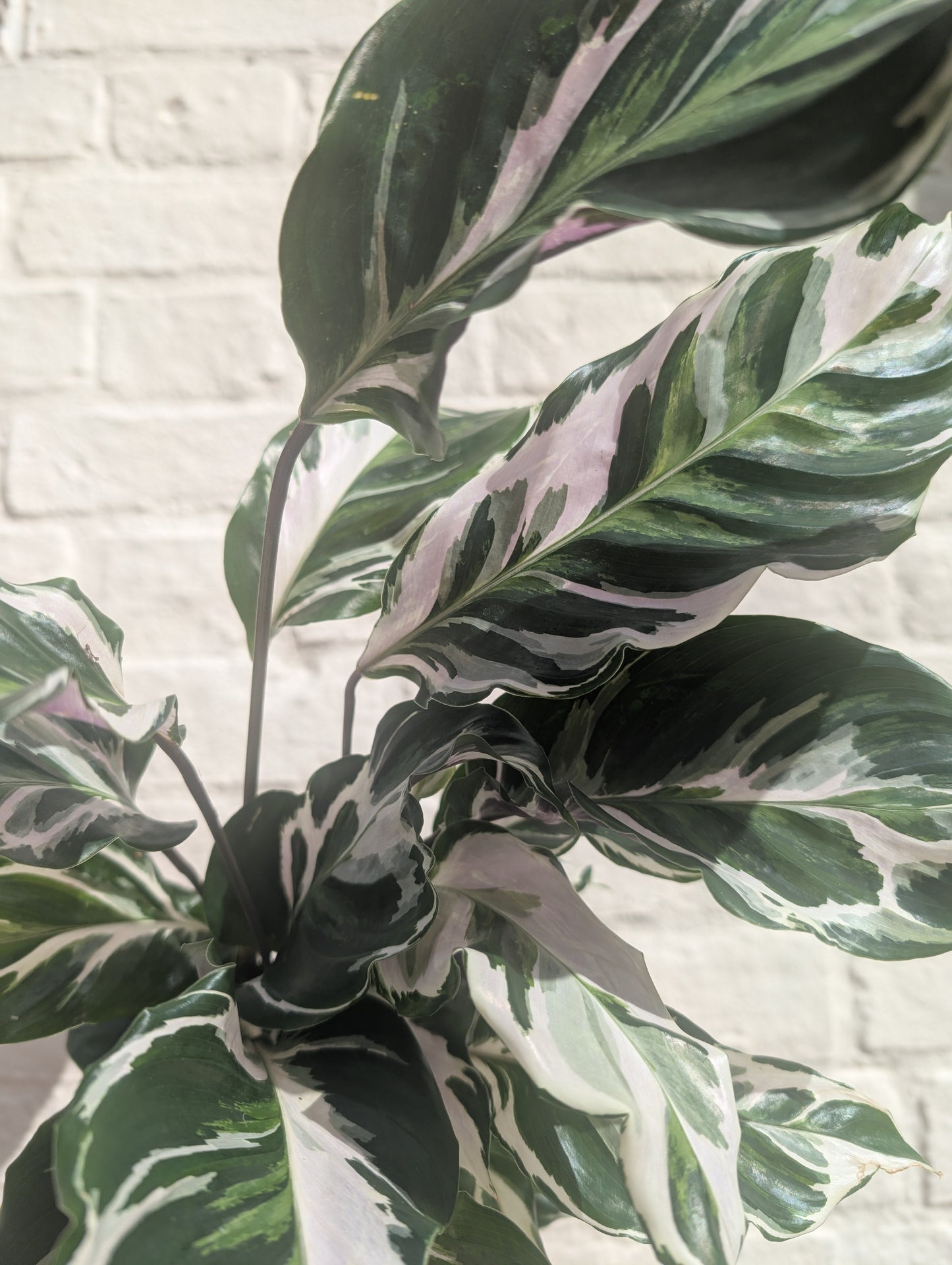 Calathea lietzei 'White Fusion' (Prayer plant)