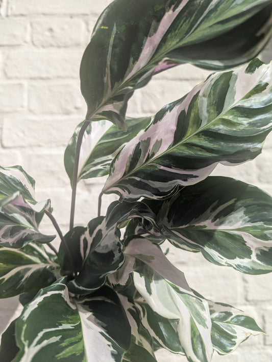 Calathea lietzei 'White Fusion' (Prayer plant)