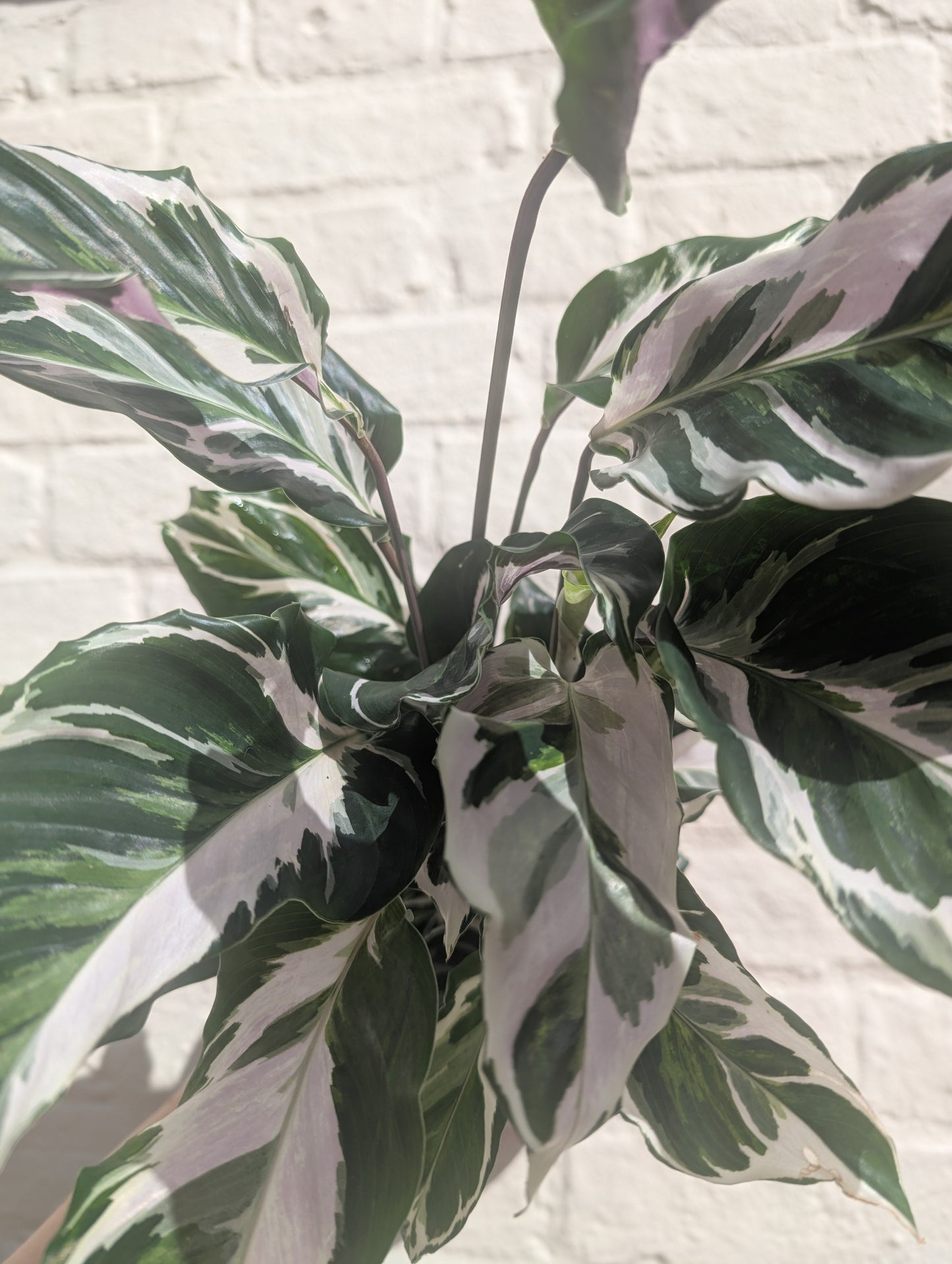 Calathea lietzei 'White Fusion' (Prayer plant)