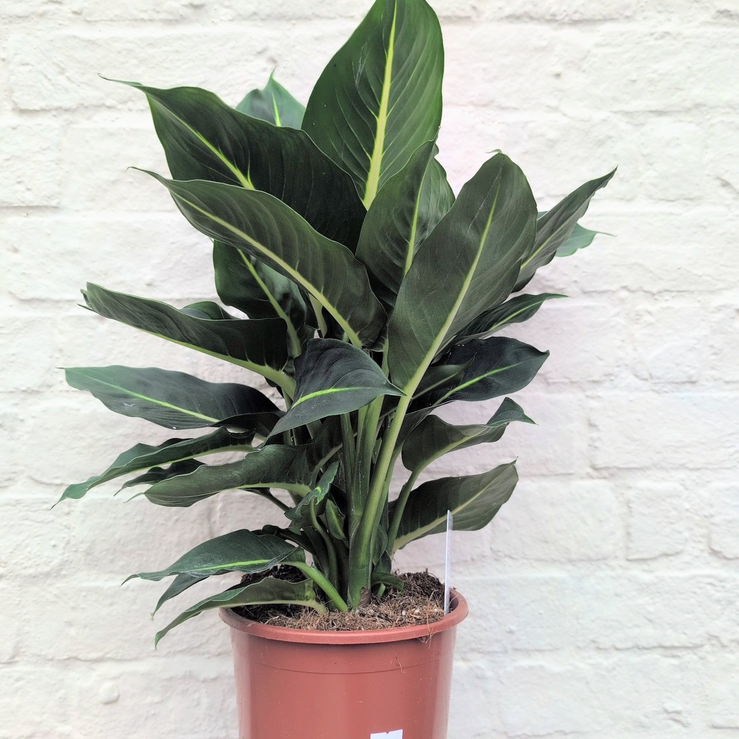 Dieffenbachia 'Green Magic' (Dumb Cane)