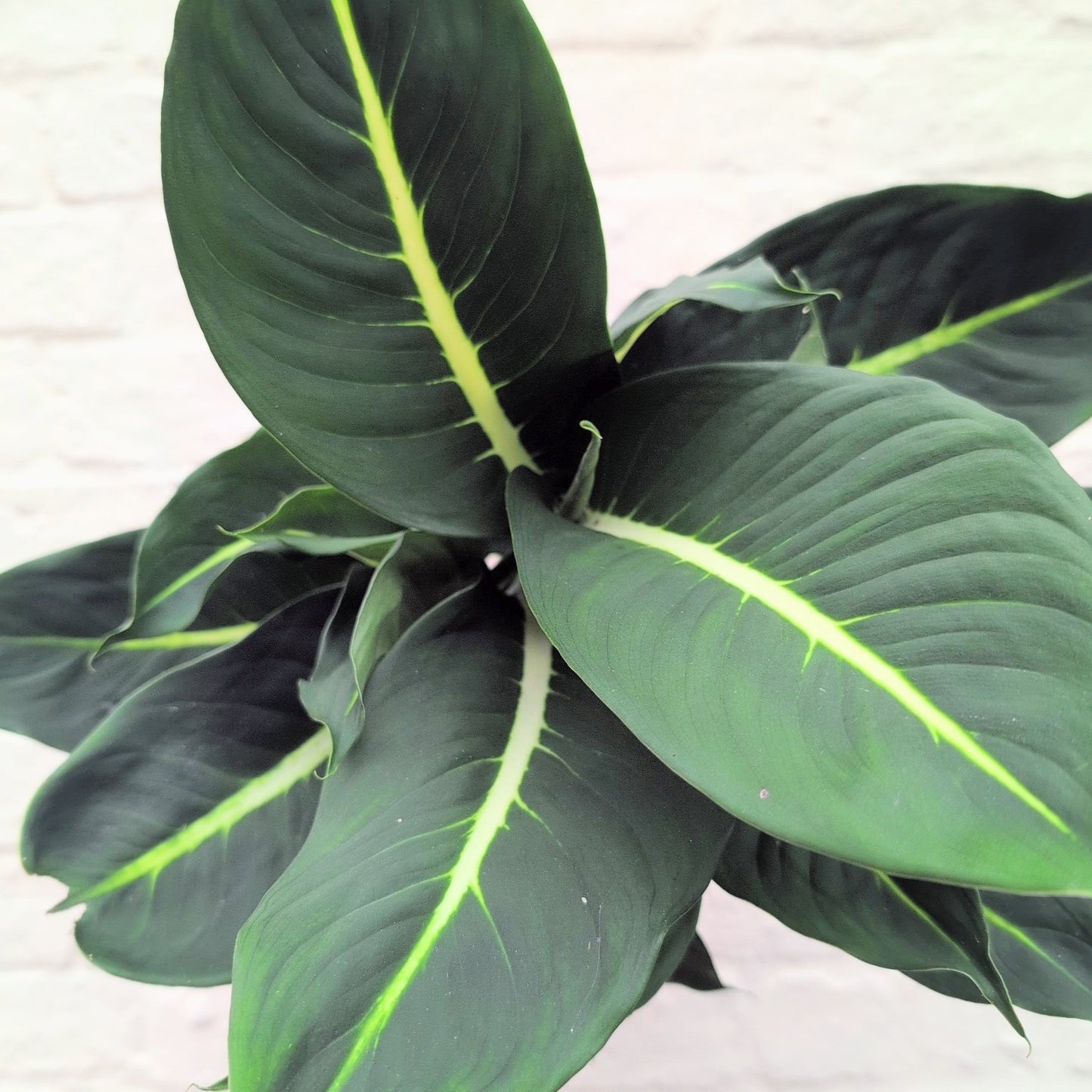 Dieffenbachia 'Green Magic' (Dumb Cane)