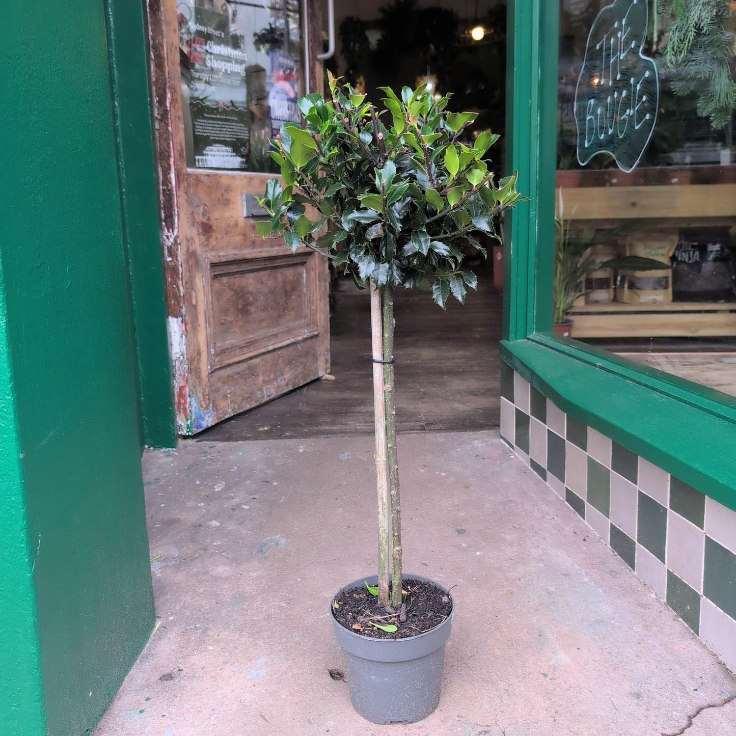 Ilex x meserveae 'Blue Maid' (Blue Holly Tree)