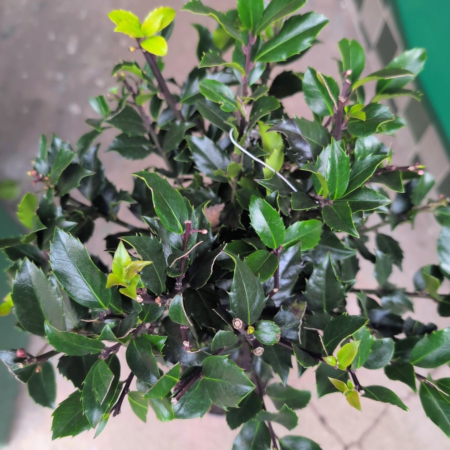 Ilex x meserveae 'Blue Maid' (Blue Holly Tree)