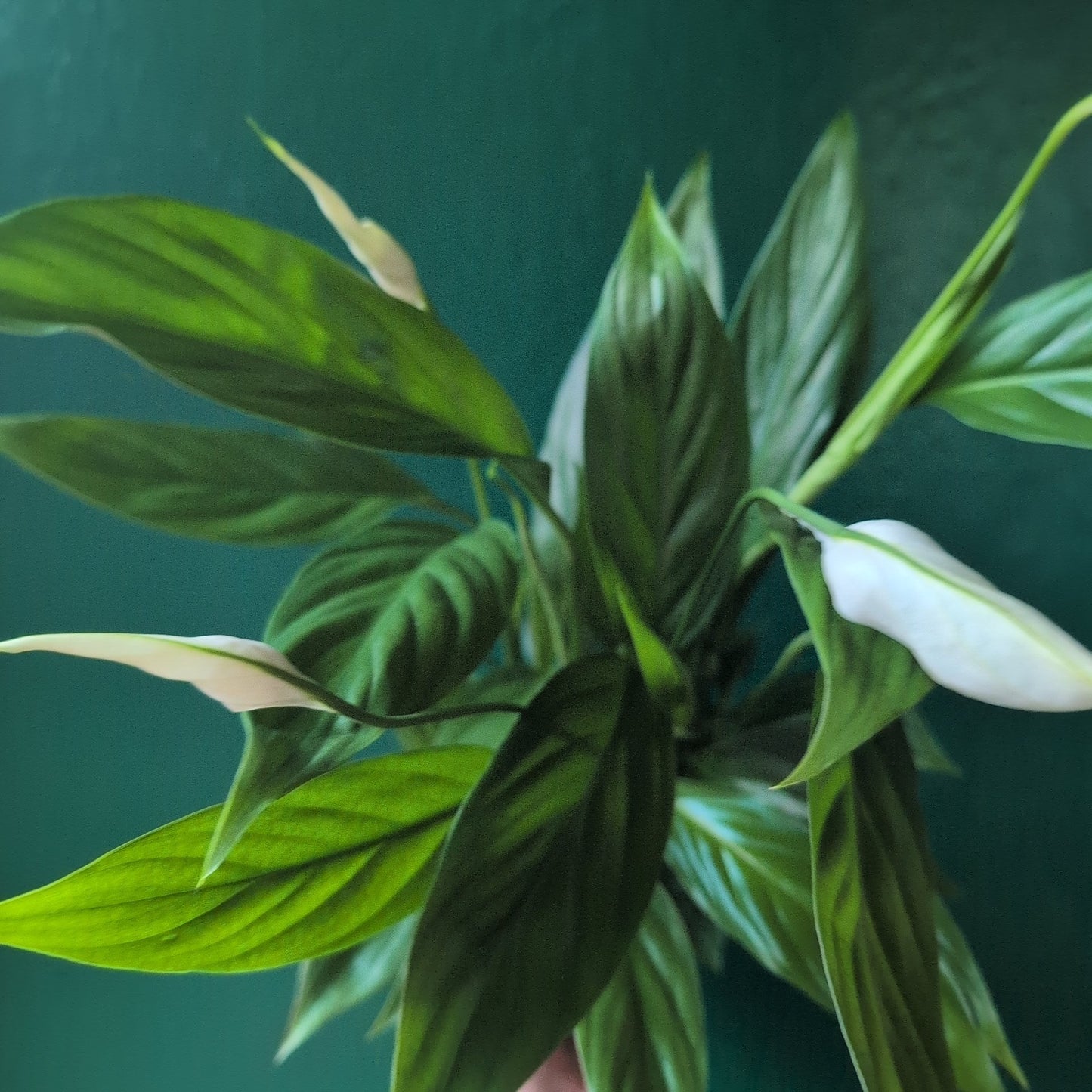 Spathiphyllum 'Alana' (Peace Lily)