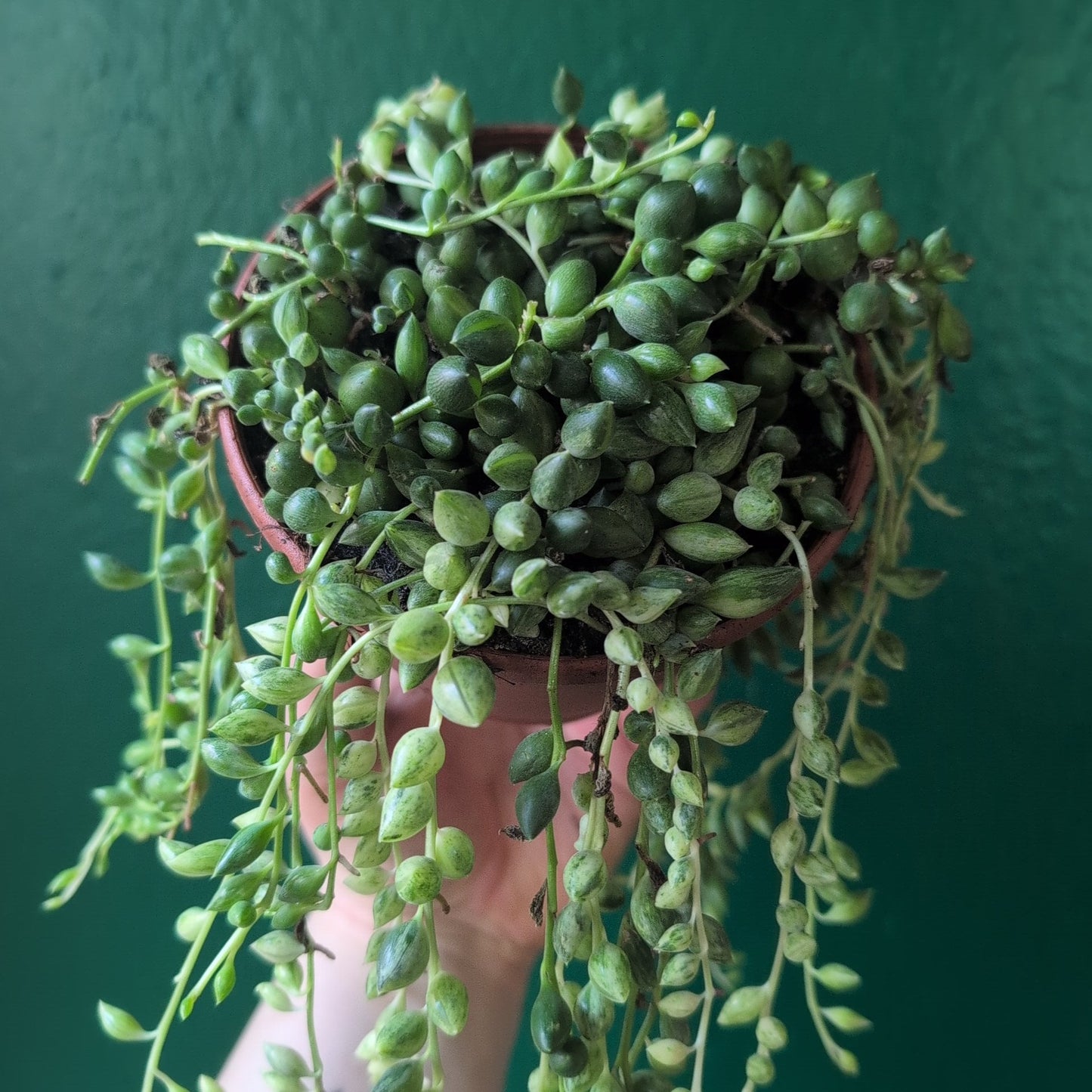 Curio variegated herreianus (Variegated String of Pearls)