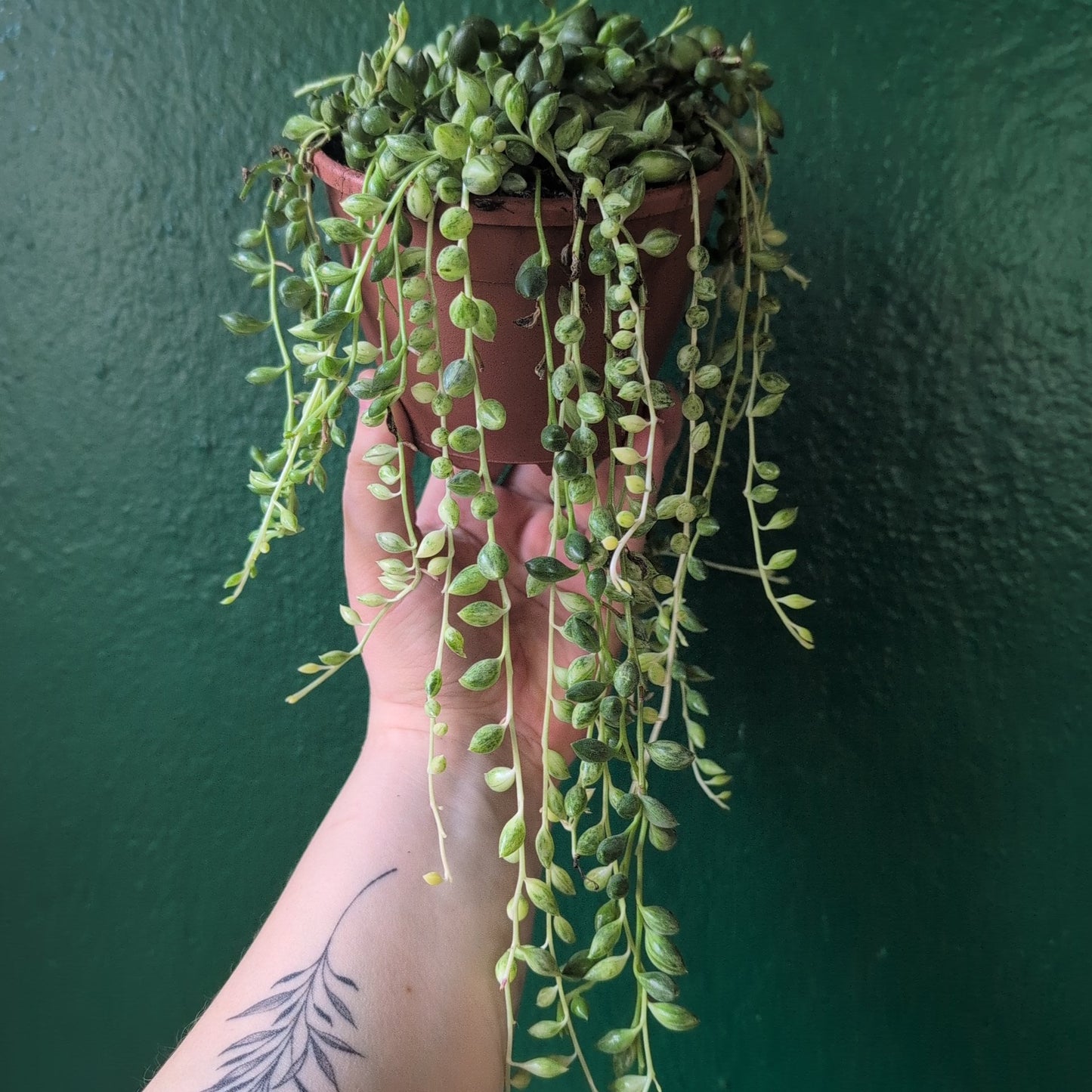 Curio variegated herreianus (Variegated String of Pearls)