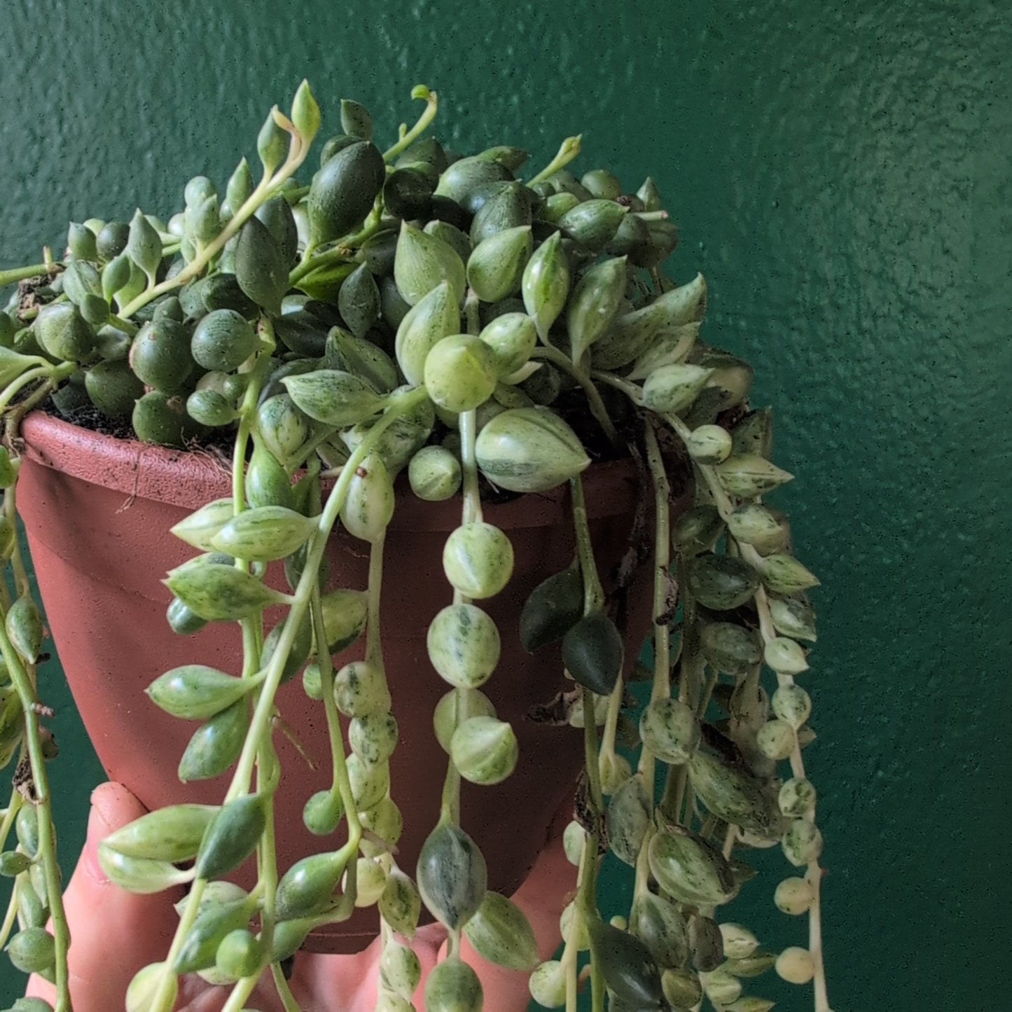 Curio variegated herreianus (Variegated String of Pearls)