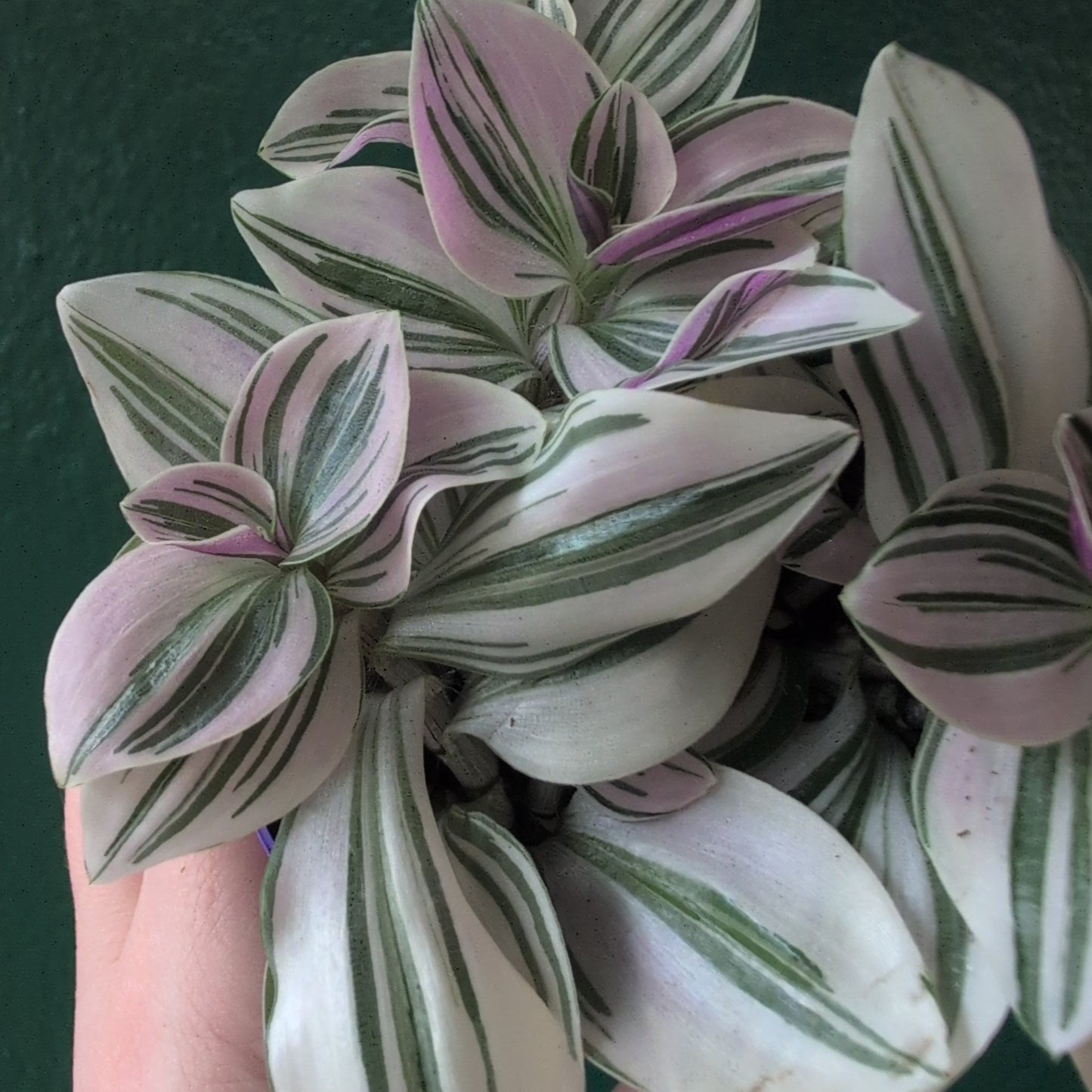 Tradescantia 'Sweetness' (Inch Plant)