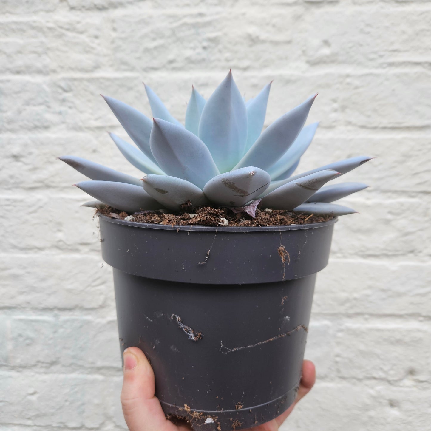 Echeveria 'Mexican Giant'
