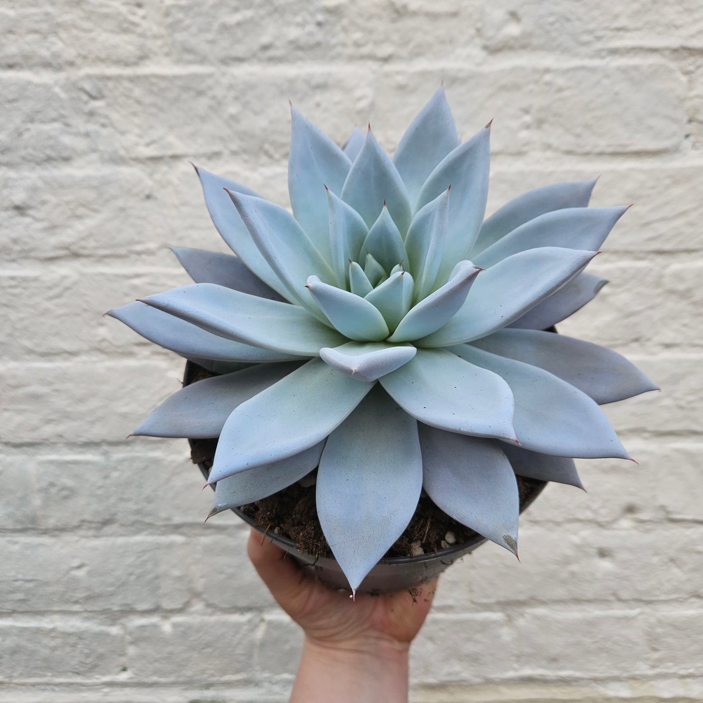Echeveria 'Mexican Giant'