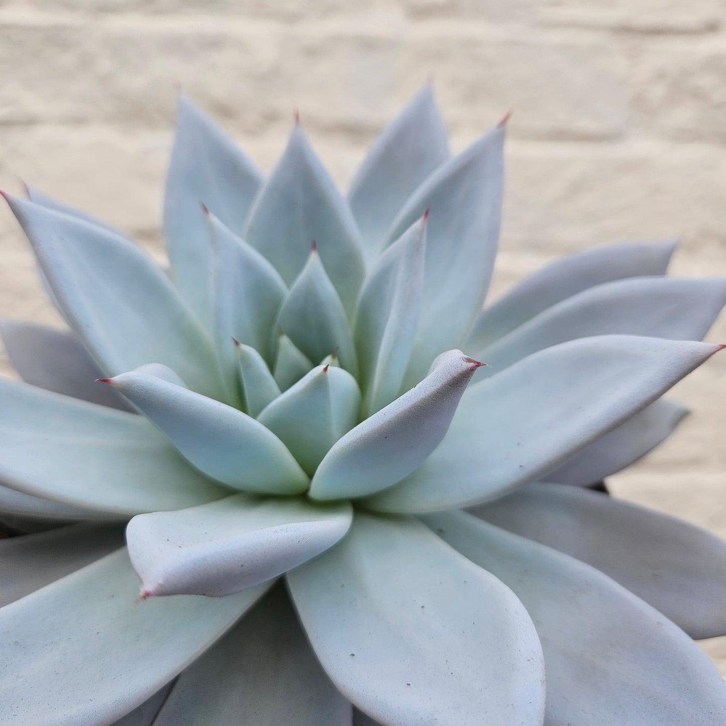 Echeveria 'Mexican Giant'