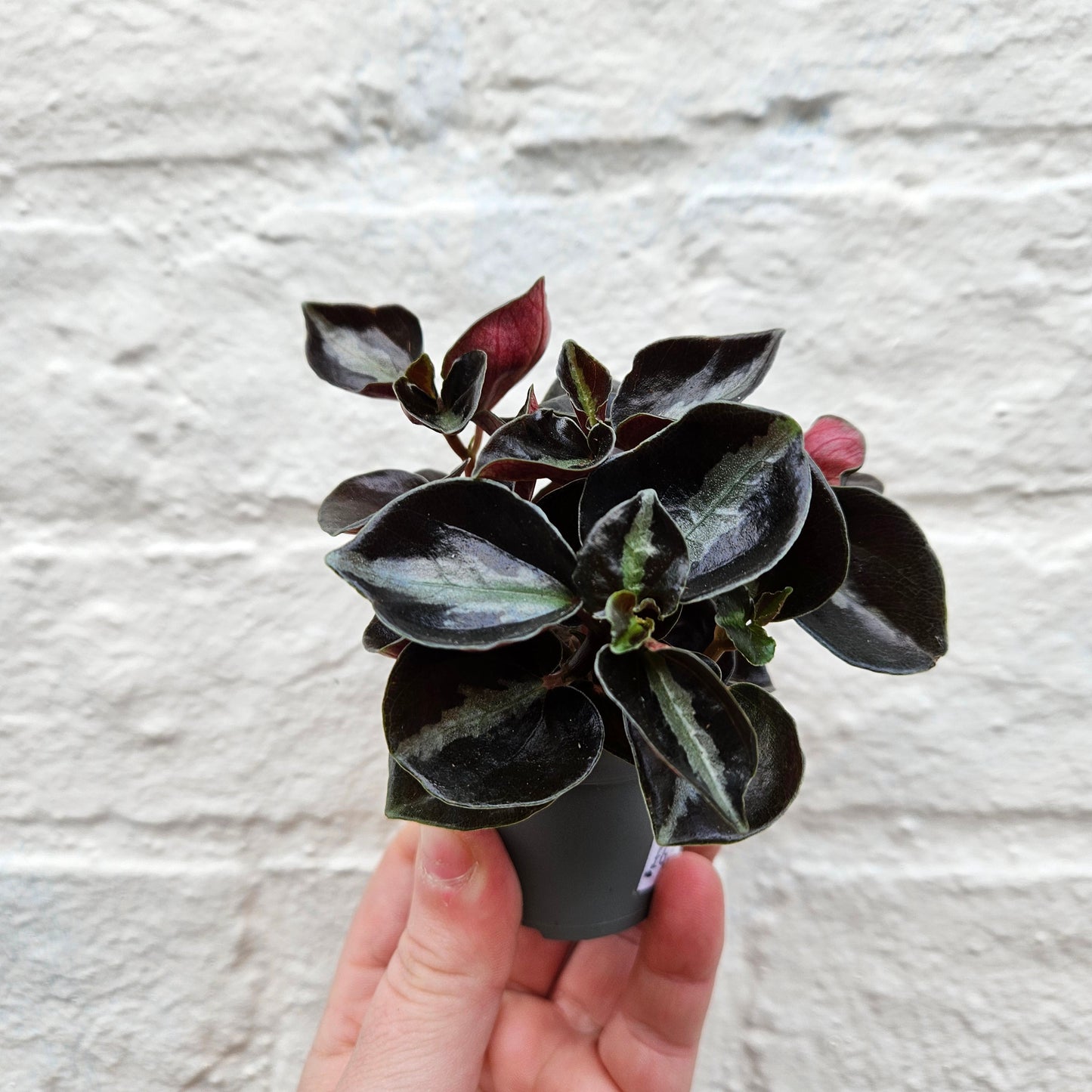 Peperomia metallica 'Columbiana'  (Radiator Plant)