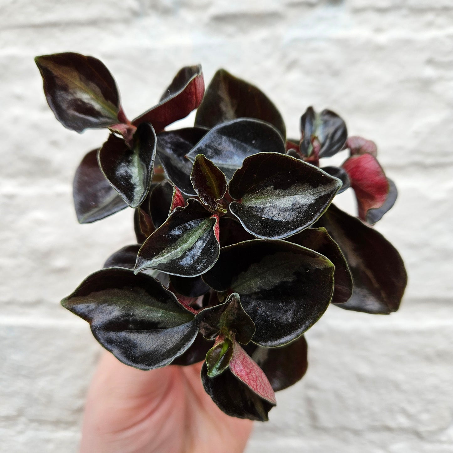 Peperomia metallica 'Columbiana'  (Radiator Plant)