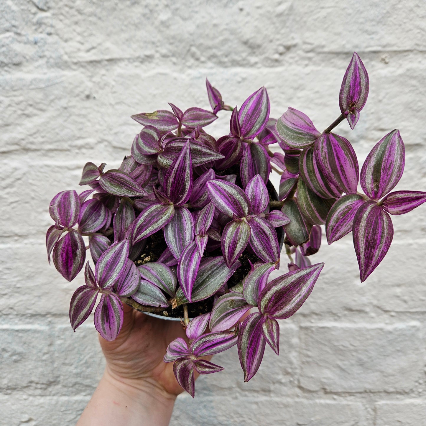 Tradescantia 'Pink Paradise' (Inch Plant)