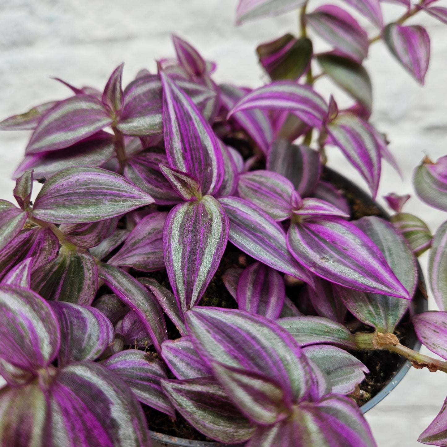 Tradescantia 'Pink Paradise' (Inch Plant)