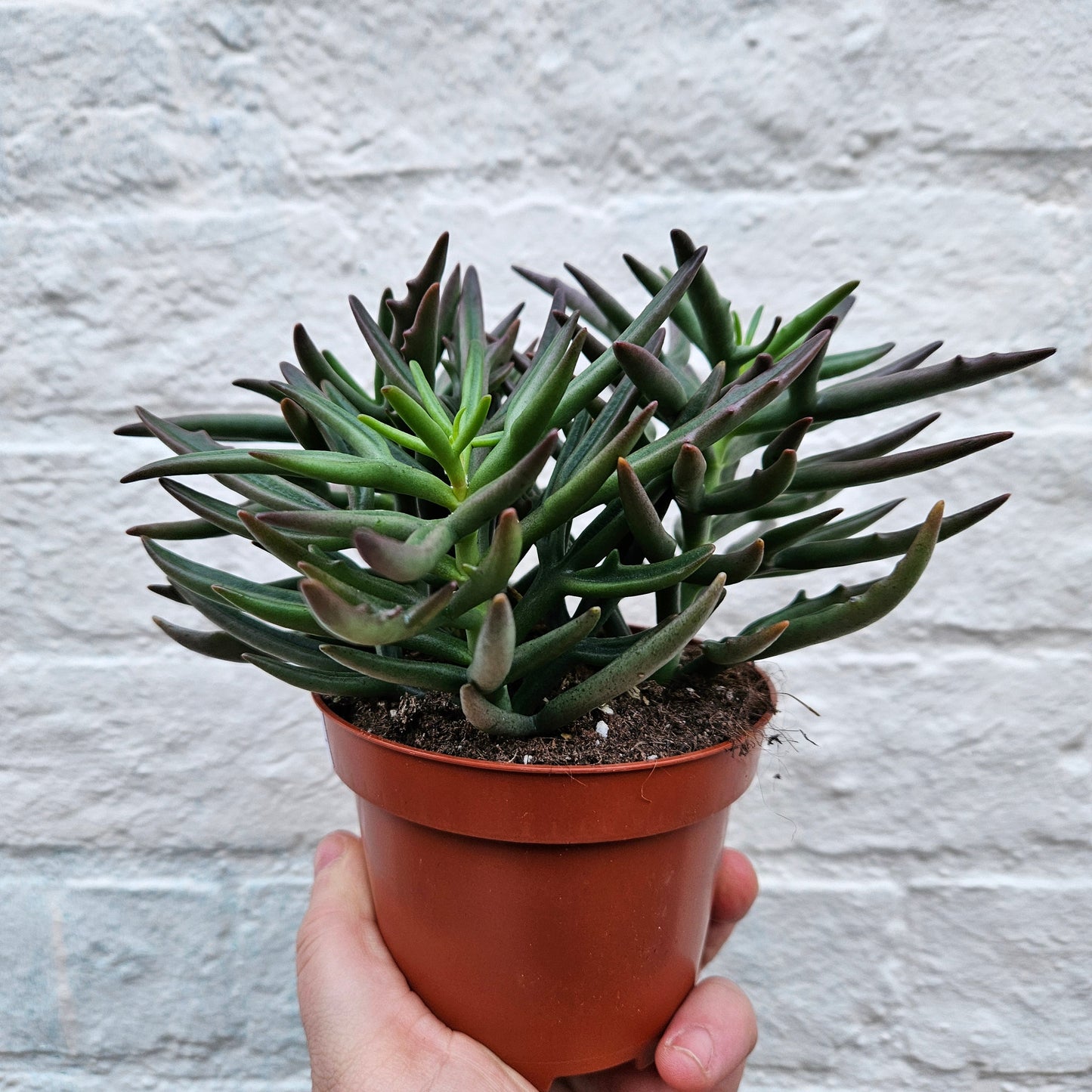 Kalanchoe x kewensis 'Green spider'