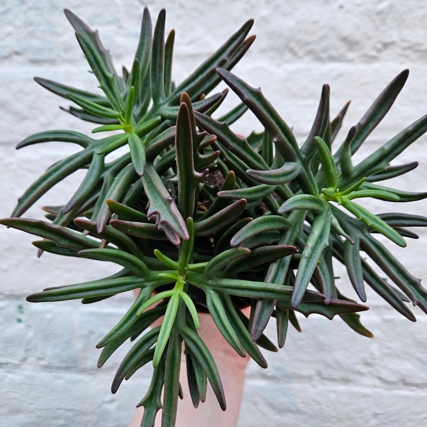Kalanchoe x kewensis 'Green spider'