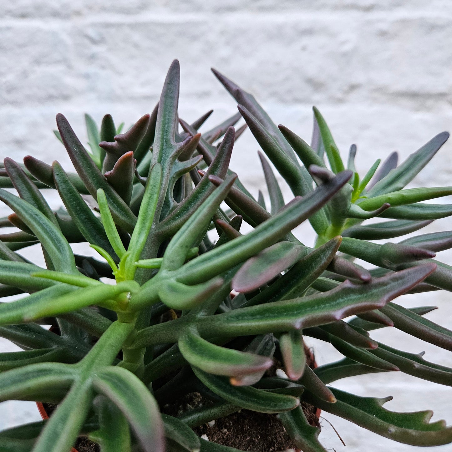 Kalanchoe x kewensis 'Green spider'