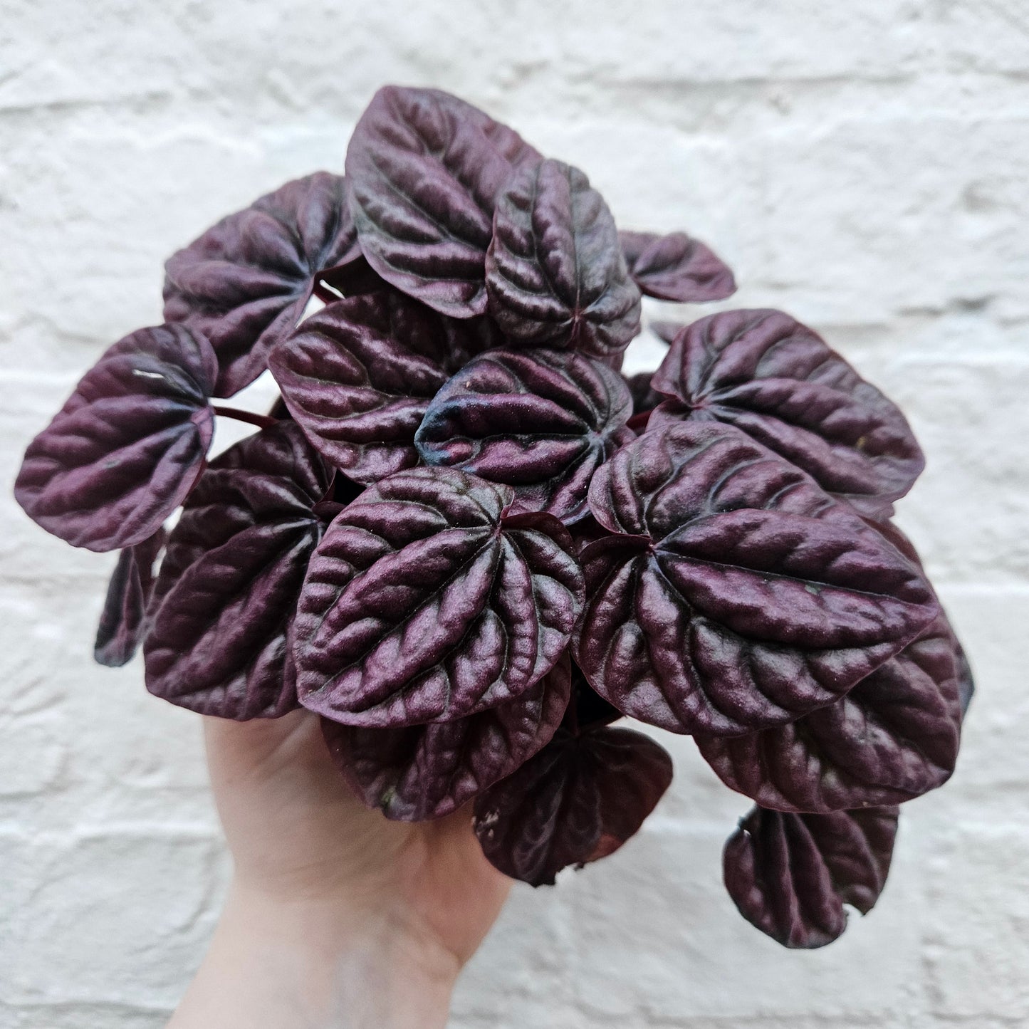 Peperomia caperata 'Schumi Red' (Radiator Plant)