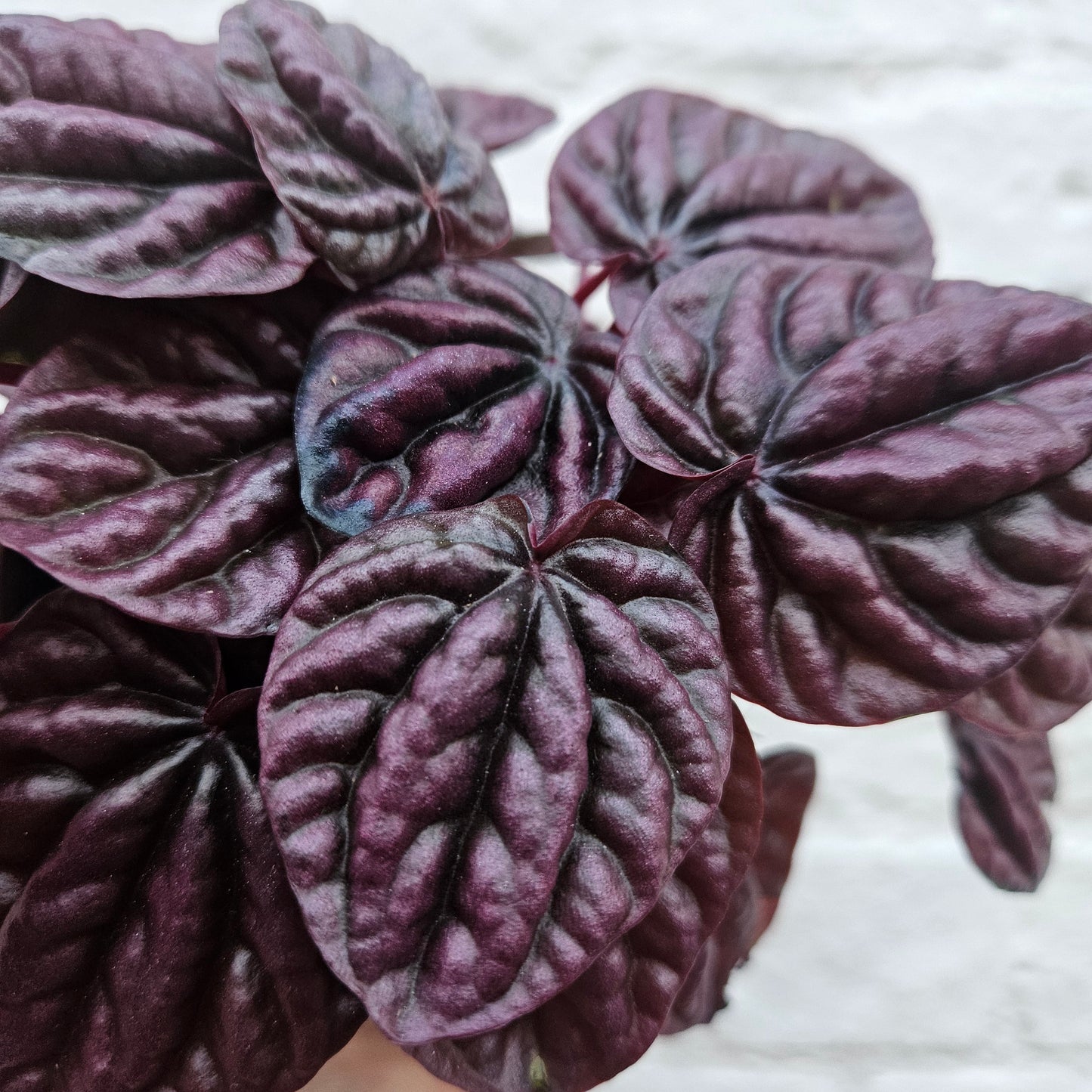 Peperomia caperata 'Schumi Red' (Radiator Plant)