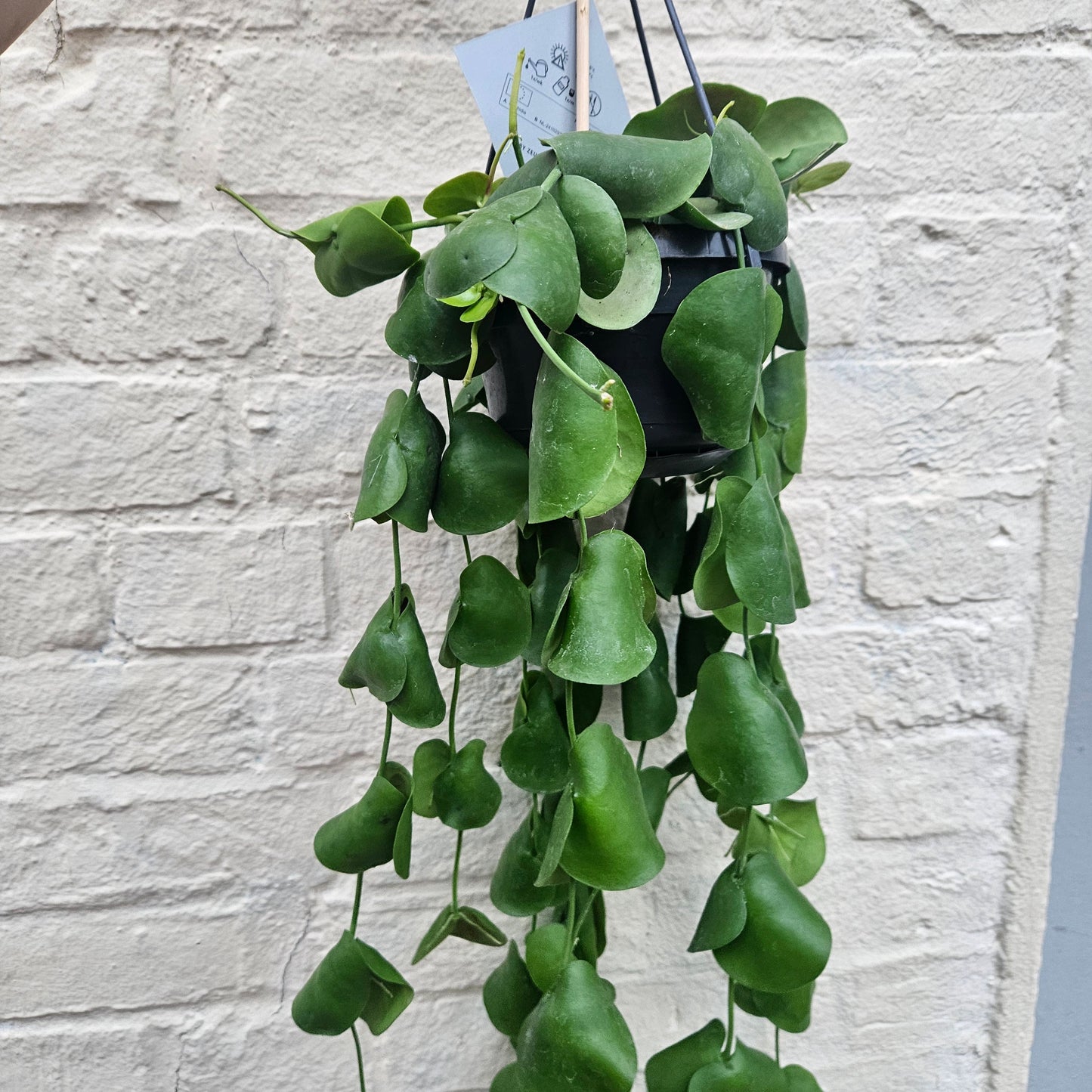 Dischidia platyphylla (Paddle Leaf Vine)