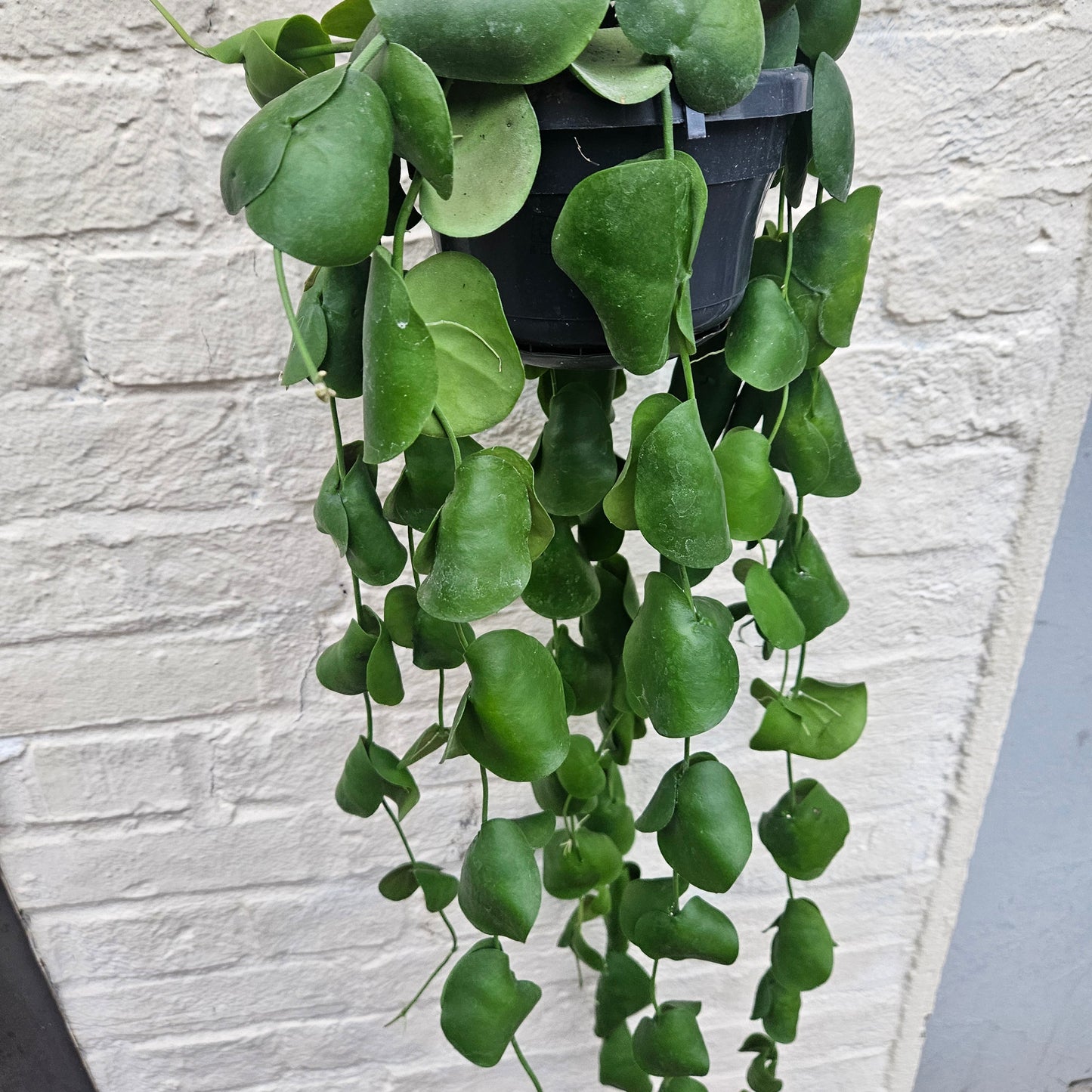 Dischidia platyphylla (Paddle Leaf Vine)
