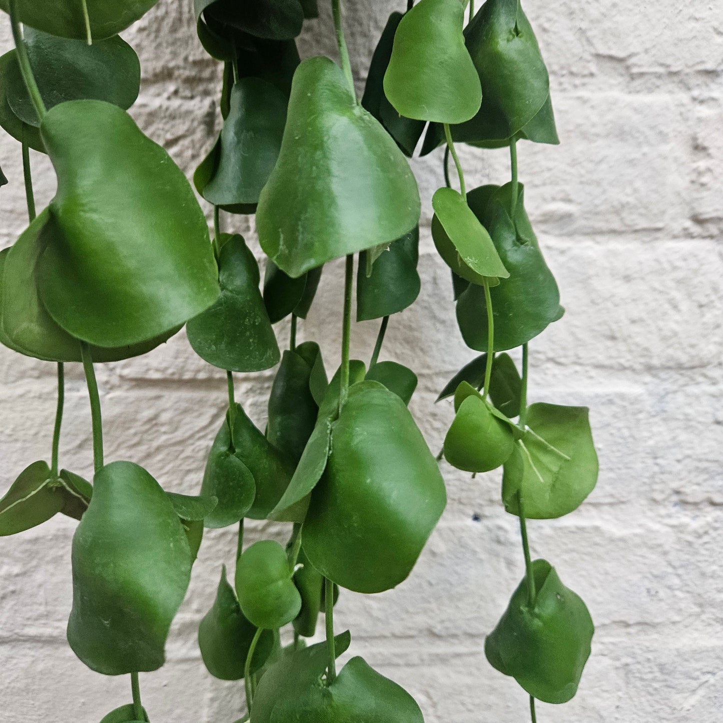 Dischidia platyphylla (Paddle Leaf Vine)