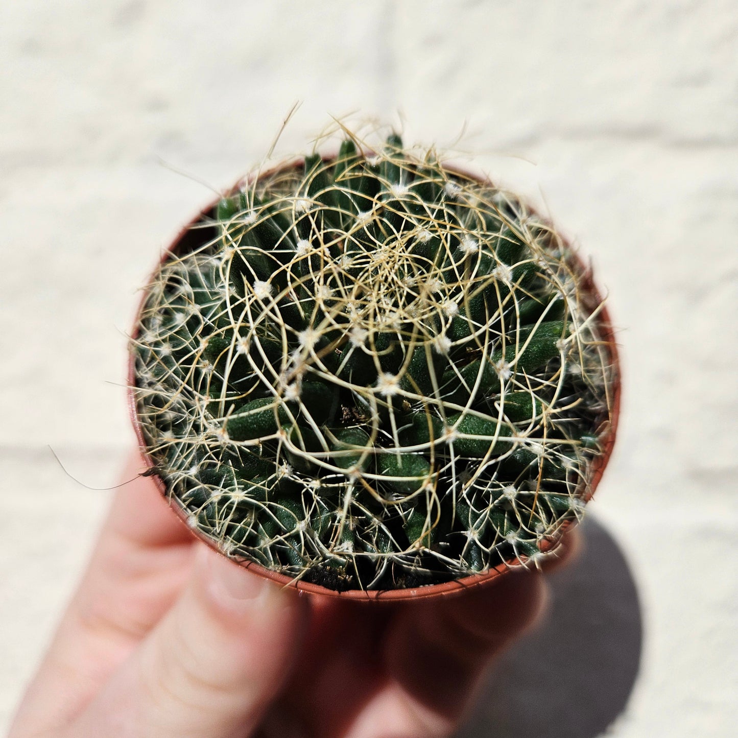 Mammillaria camptotricha (Birds Nest Cactus)