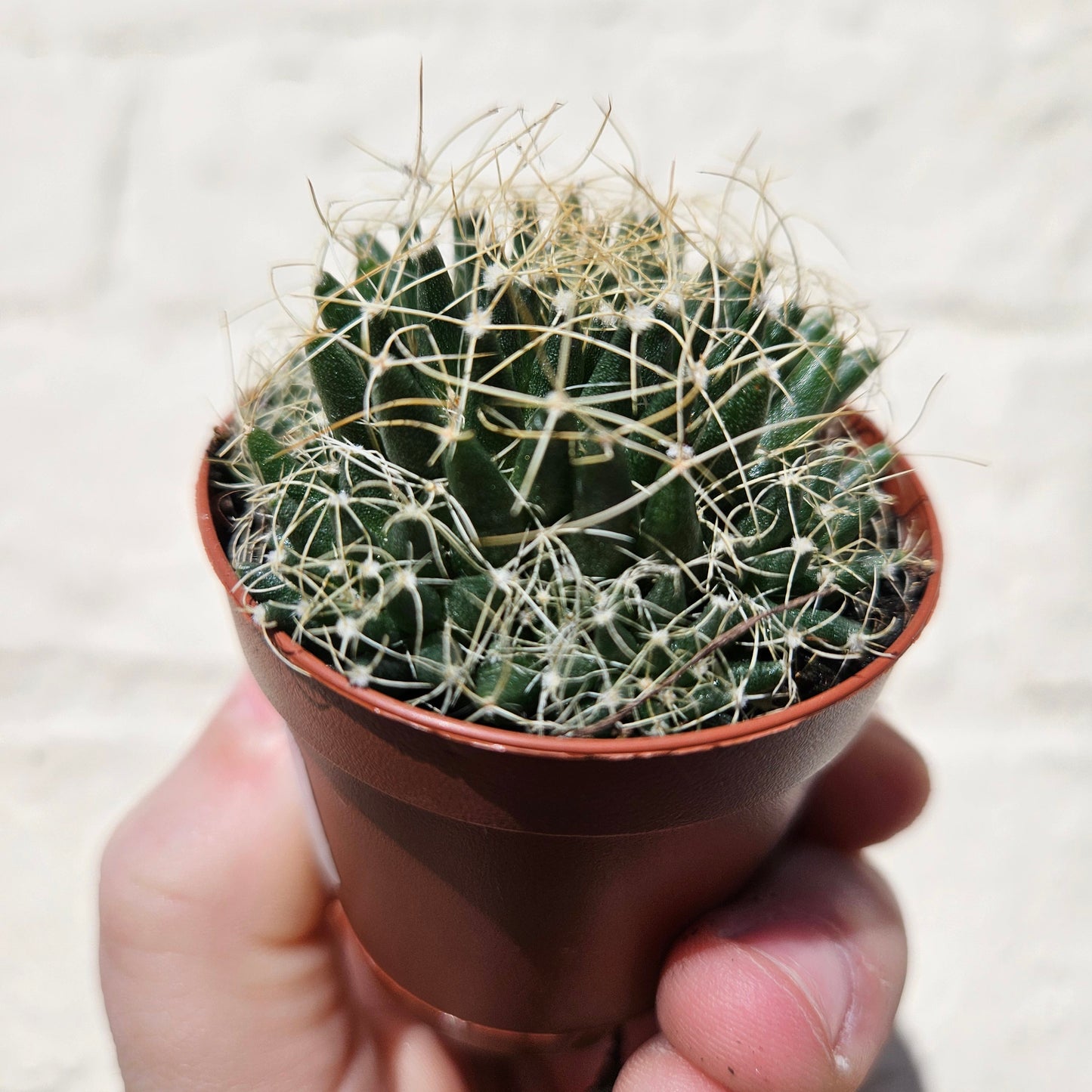 Mammillaria camptotricha (Birds Nest Cactus)