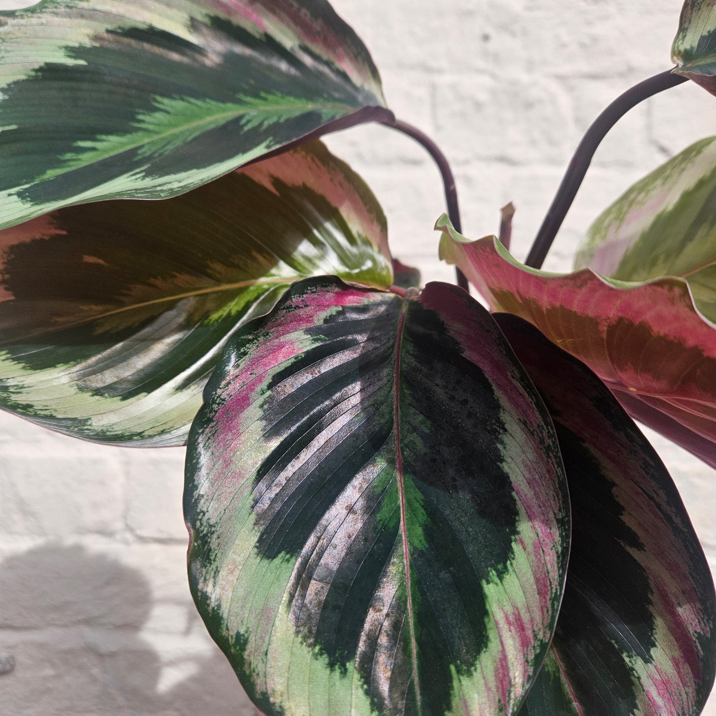 Calathea roseopicta 'Shinestar' (Prayer plant)