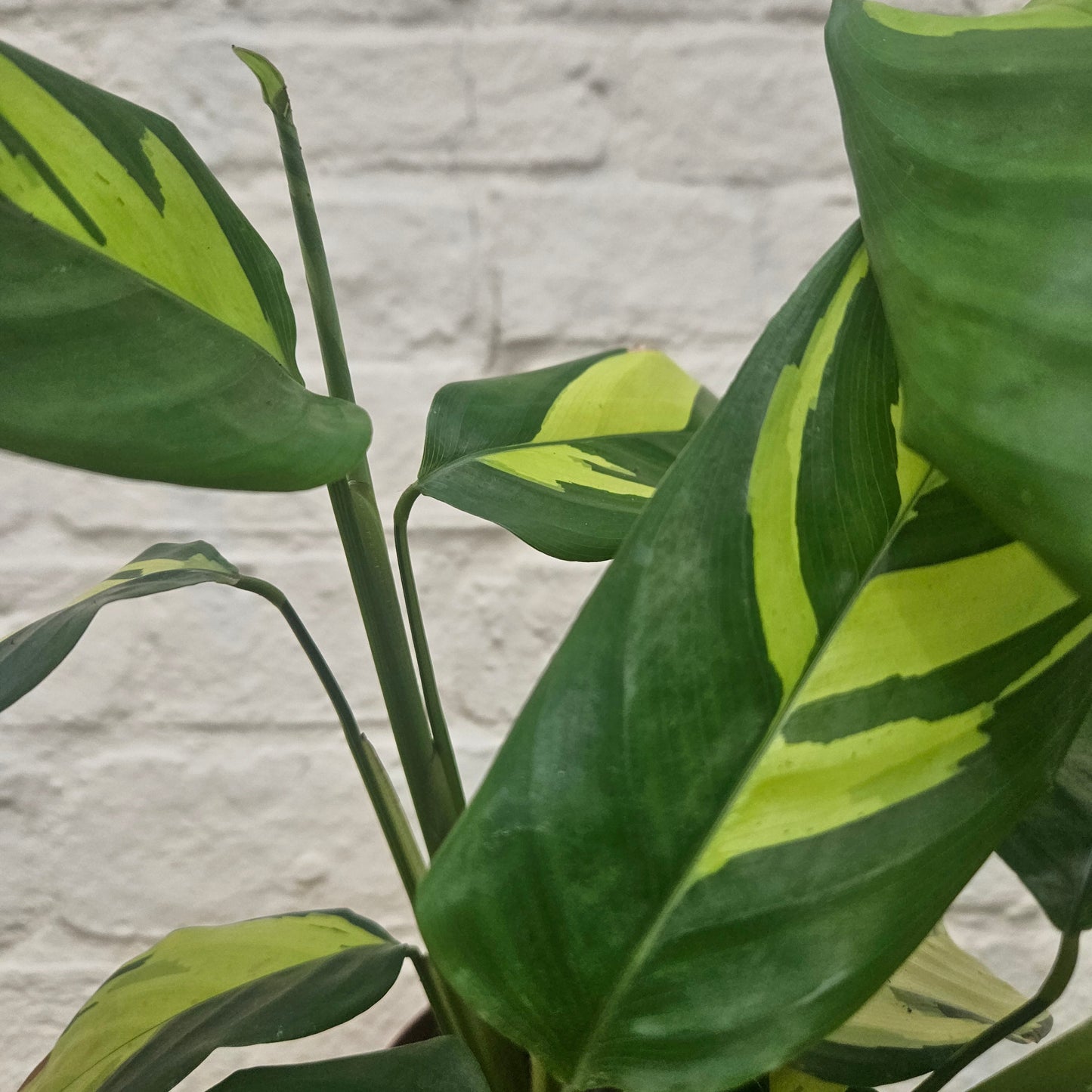 Ctenanthe pilosa 'Mosaic'