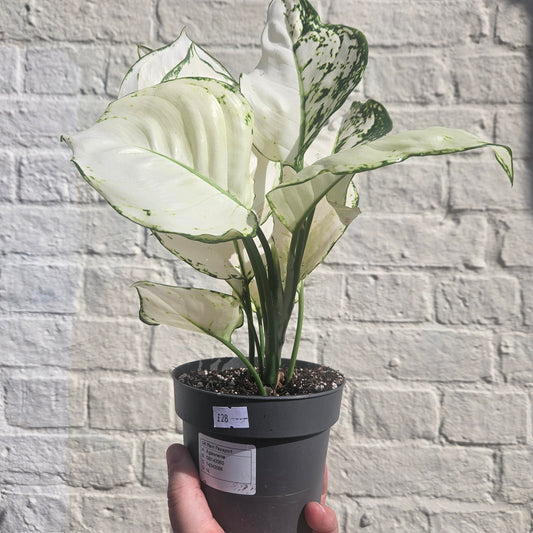 Aglaonema 'White Joy' (Chinese Evergreen)