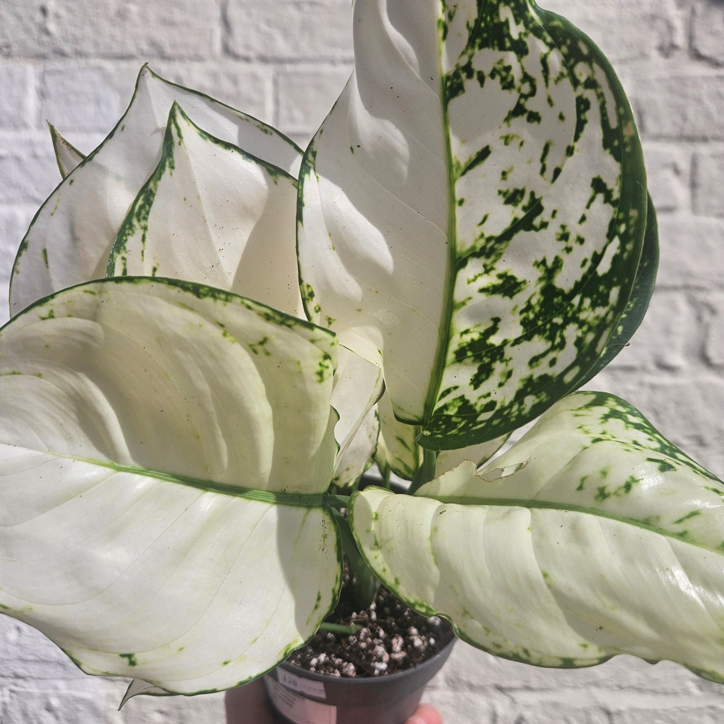 Aglaonema 'White Joy' (Chinese Evergreen)