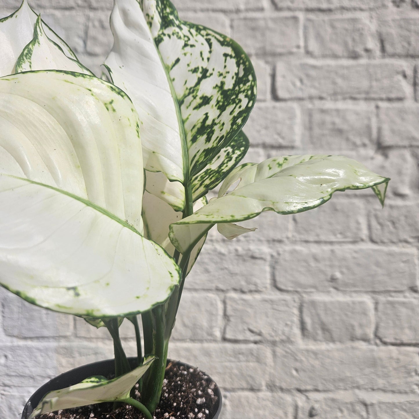 Aglaonema 'White Joy' (Chinese Evergreen)