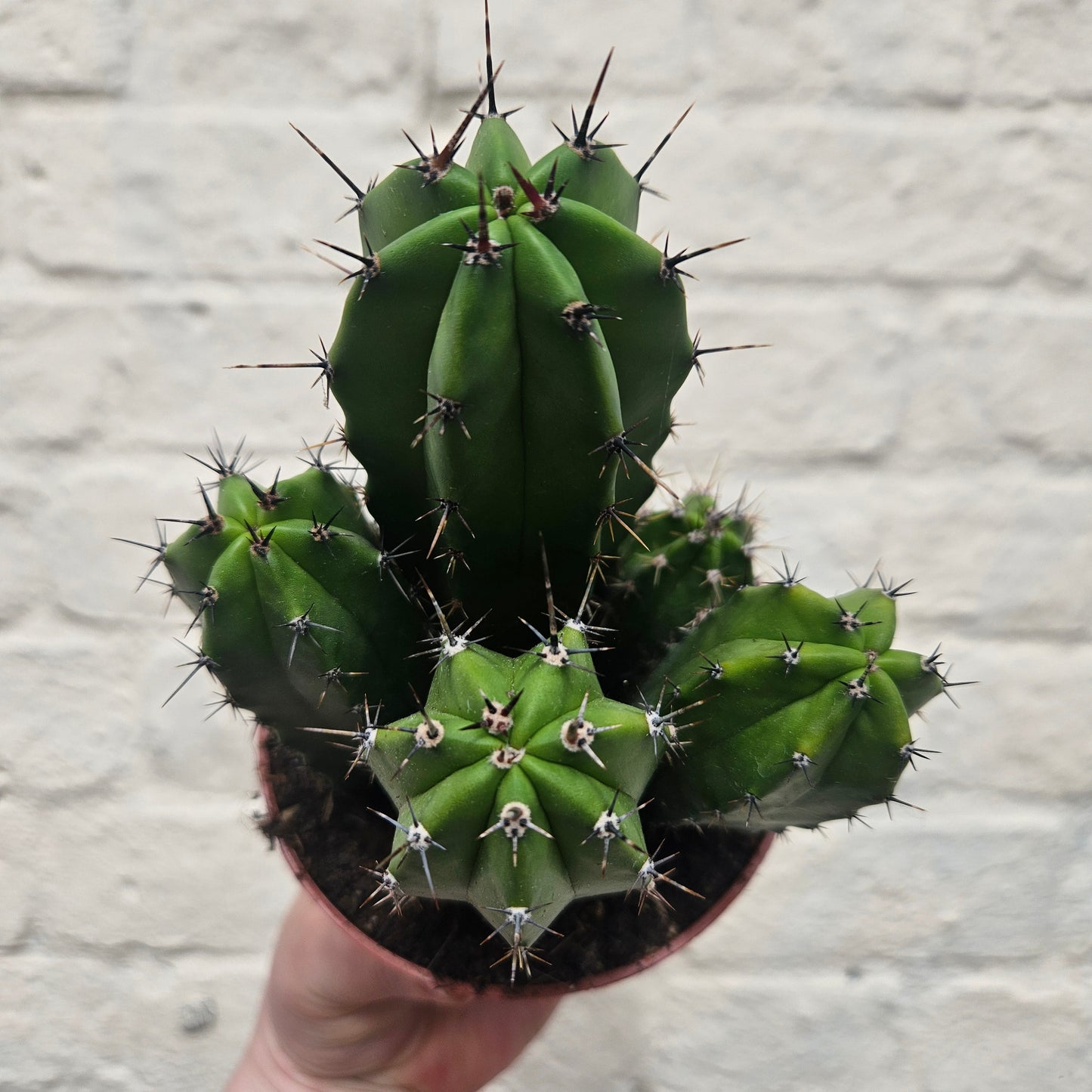 Polaskia chichipe