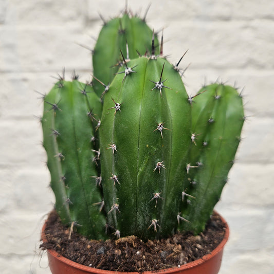Polaskia chichipe